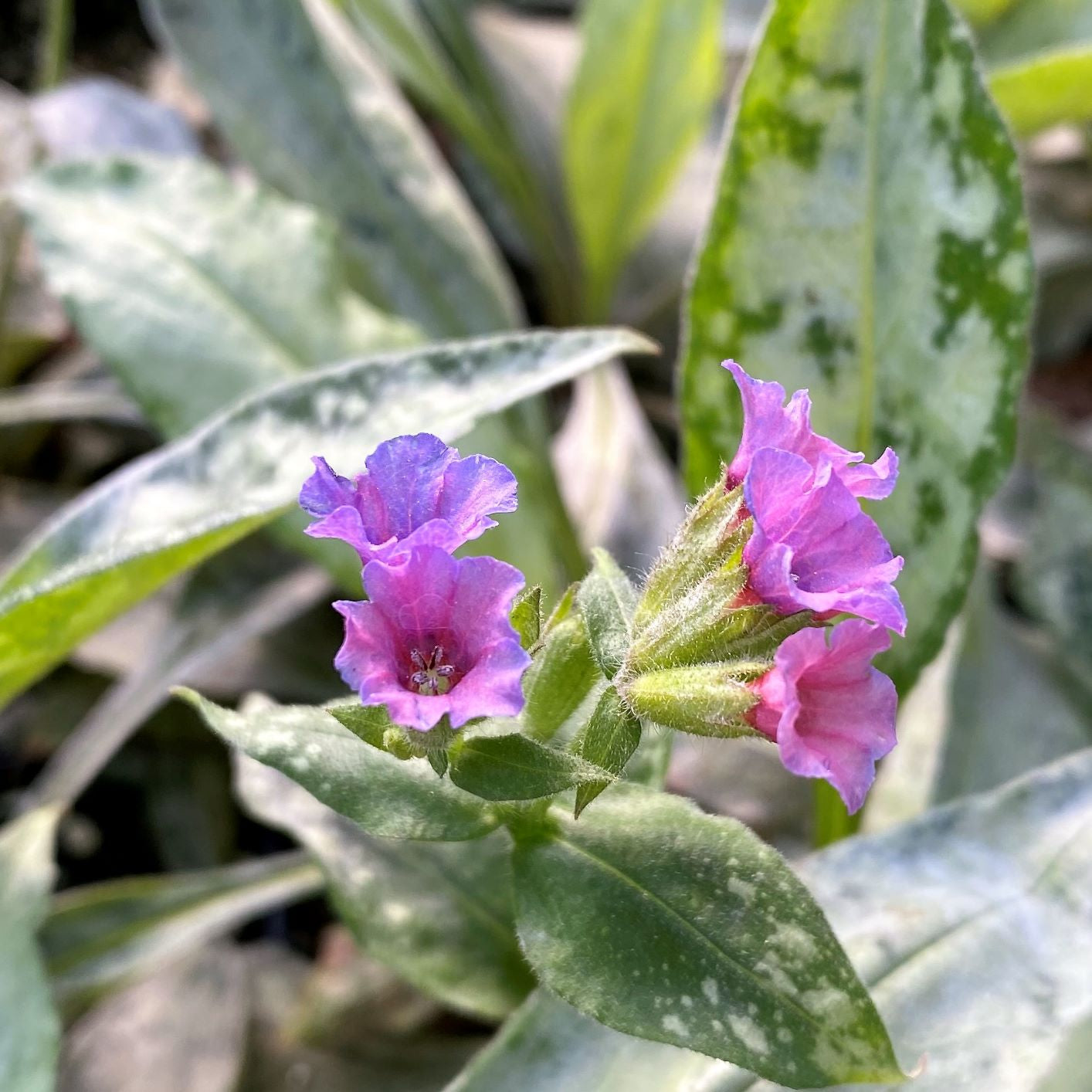 Pulmonaria x Silver Bouquet 1Q
