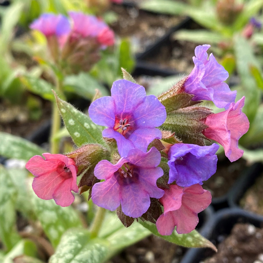 Pulmonaria x Silver Bouquet 1Q