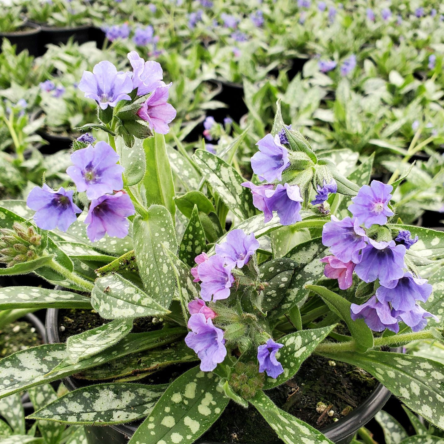 Pulmonaria x Trevi Fountain 1Q