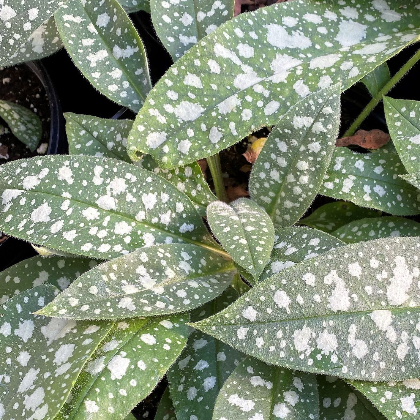 Pulmonaria x Trevi Fountain 1Q