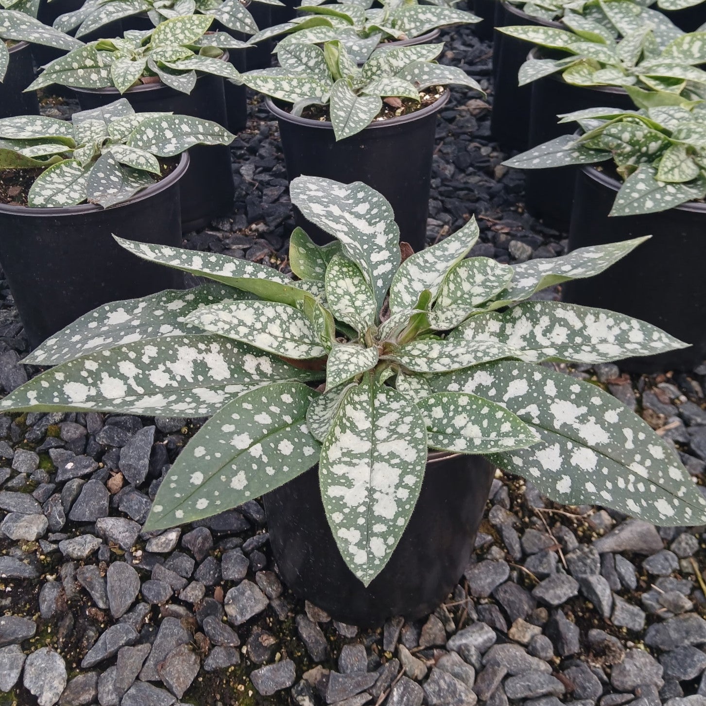 Pulmonaria x Trevi Fountain 1Q