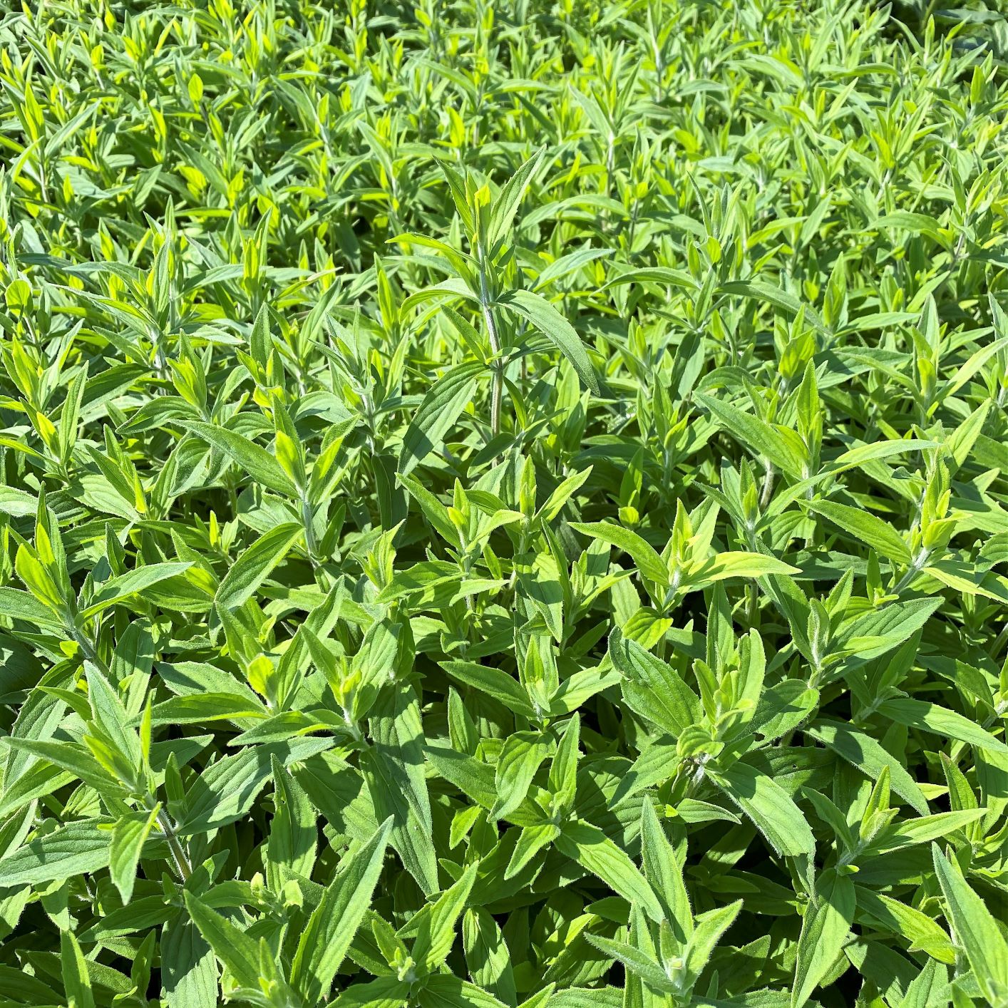 Pycnanthemum incanum 1G