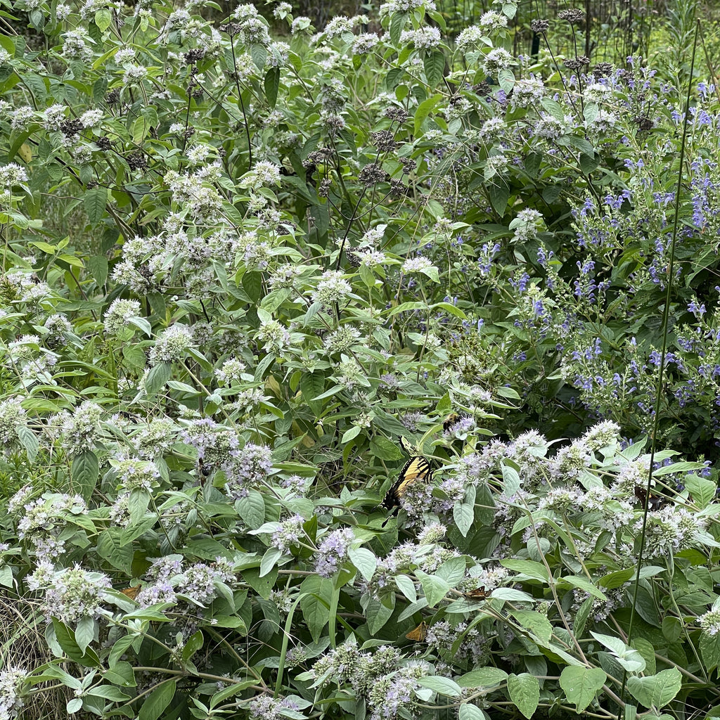 Pycnanthemum incanum 1G