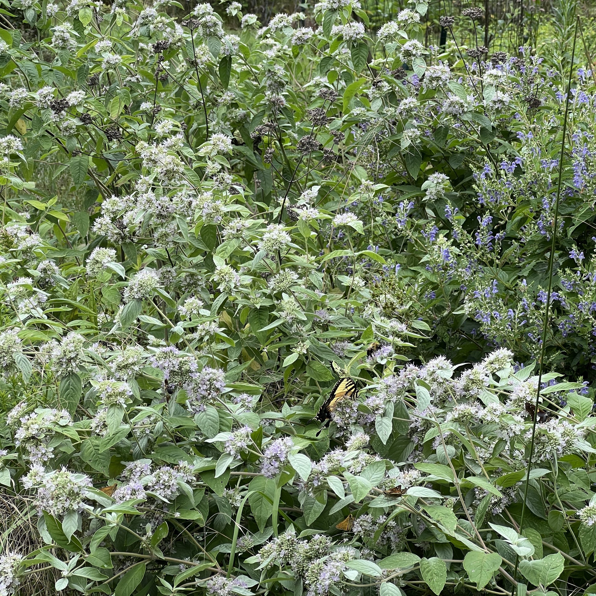 Pycnanthemum incanum 1G