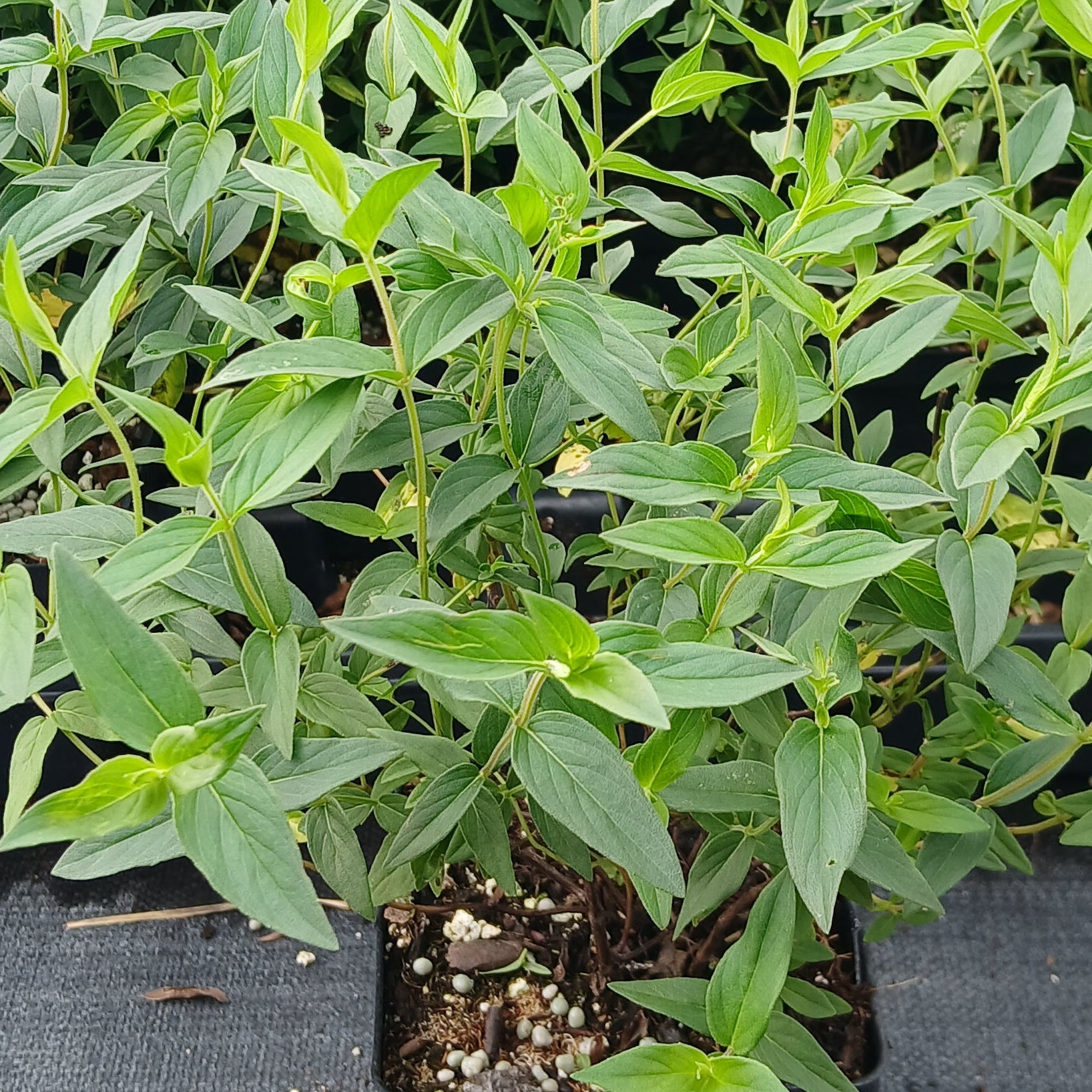 Pycnanthemum muticum 1Q