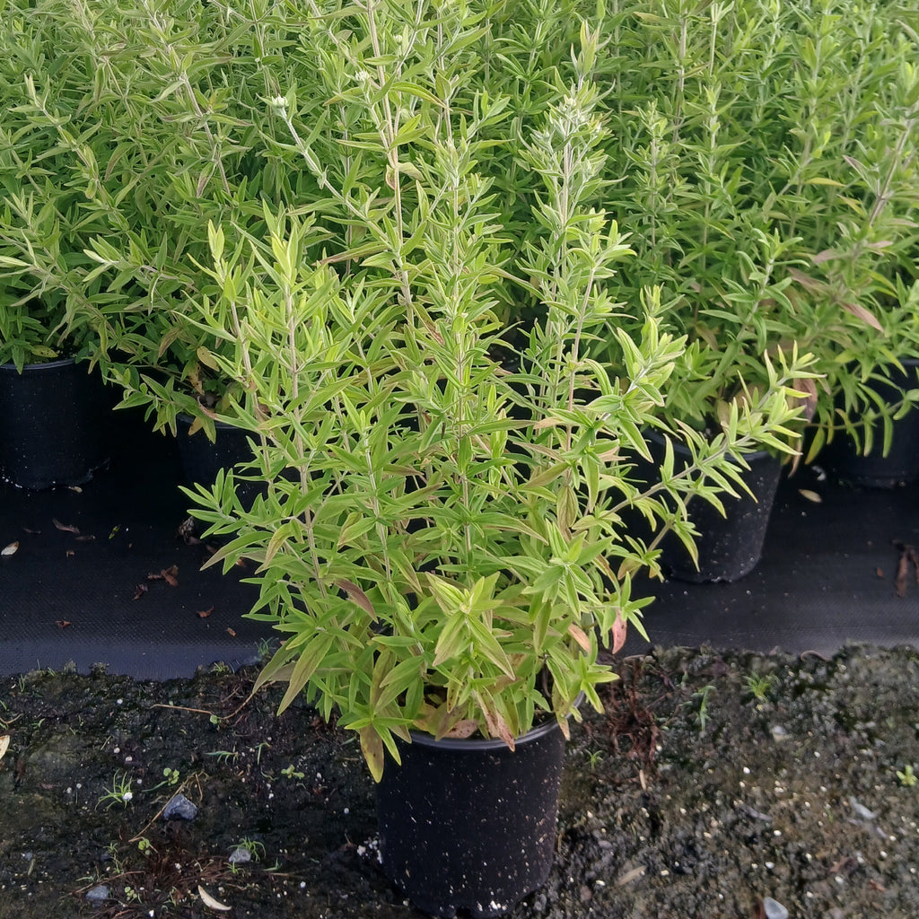 Pycnanthemum pilosum 1G