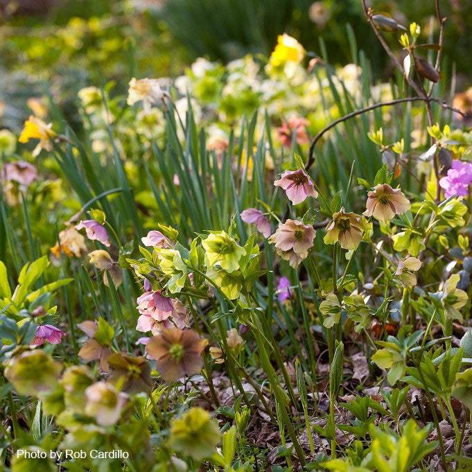 Helleborus x Brandywine 1G