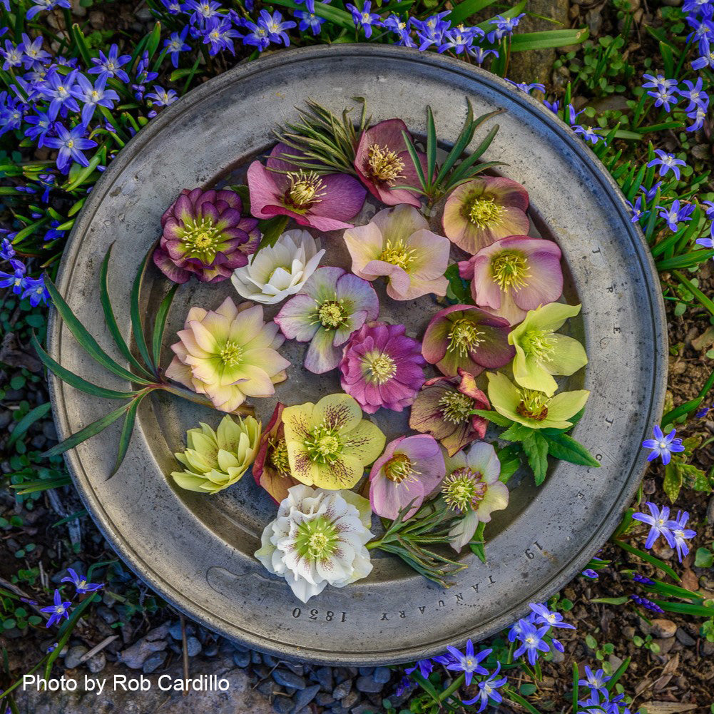 Helleborus x Brandywine 1G