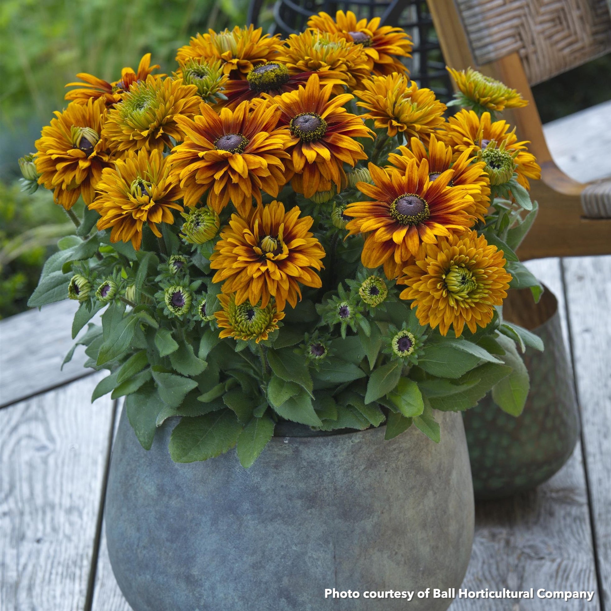 Rudbeckia x Sunbeckia Graffiti Caramel 1G