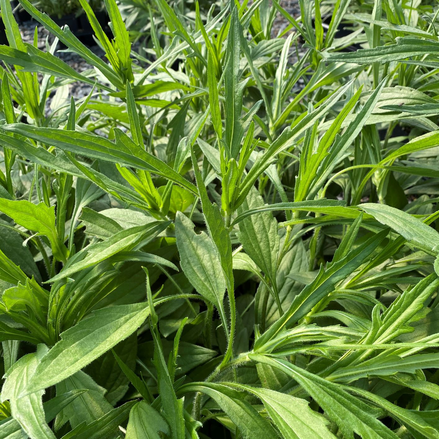 Rudbeckia fulgida var. speciosa Viette's Little Suzy 1G