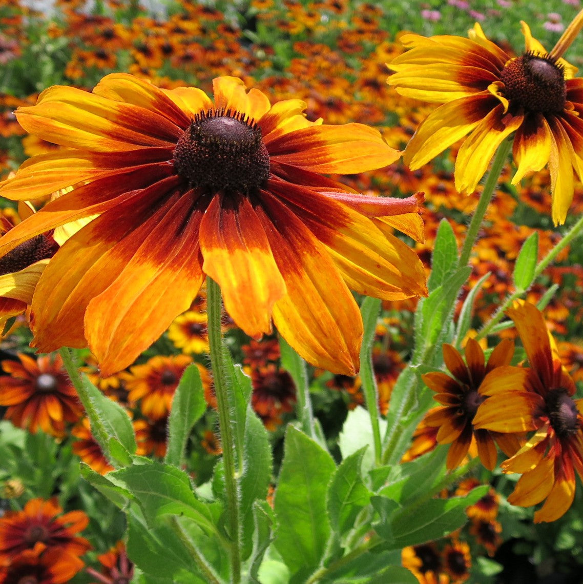 Rudbeckia hirta Autumn Colors 1G