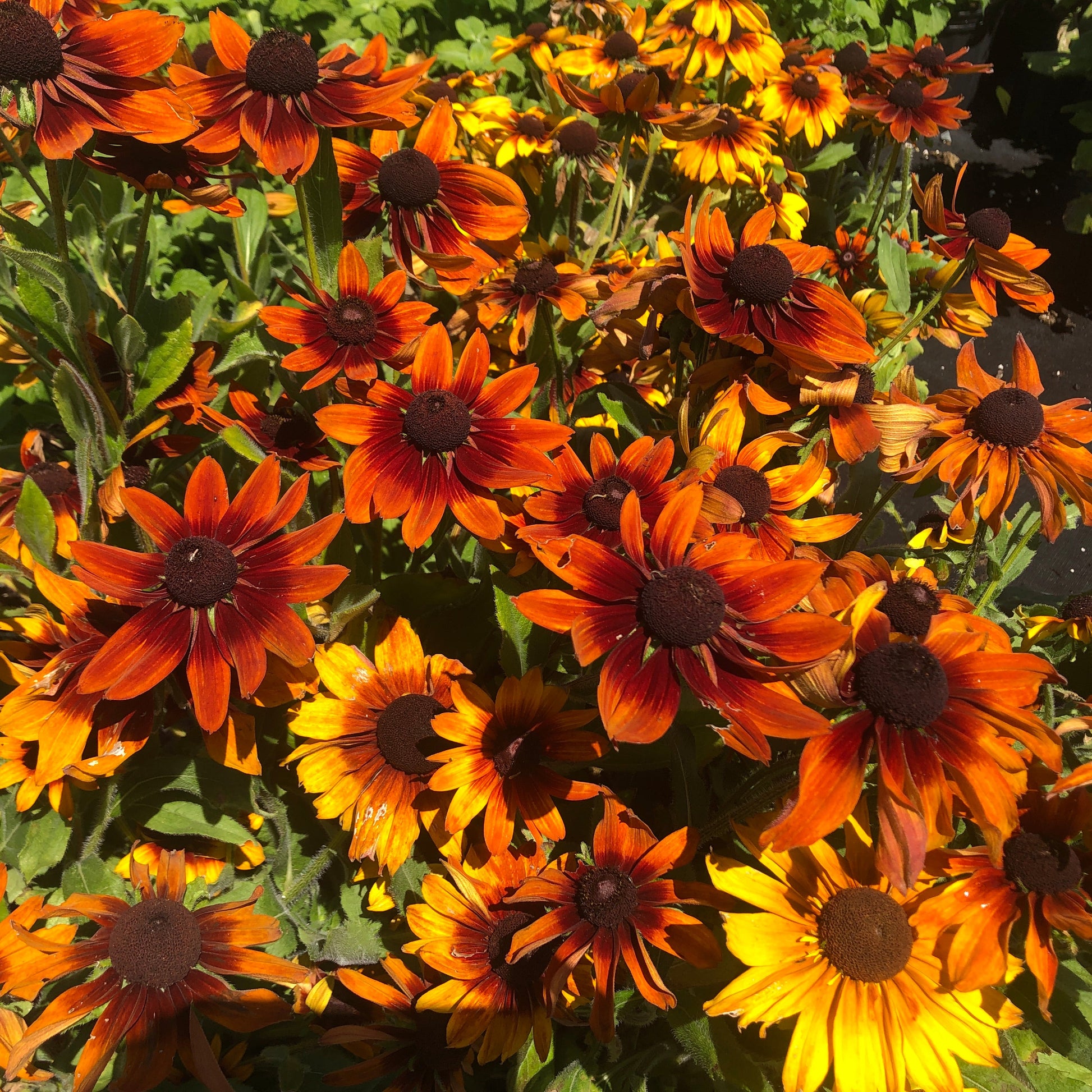 Rudbeckia hirta Autumn Colors 1G