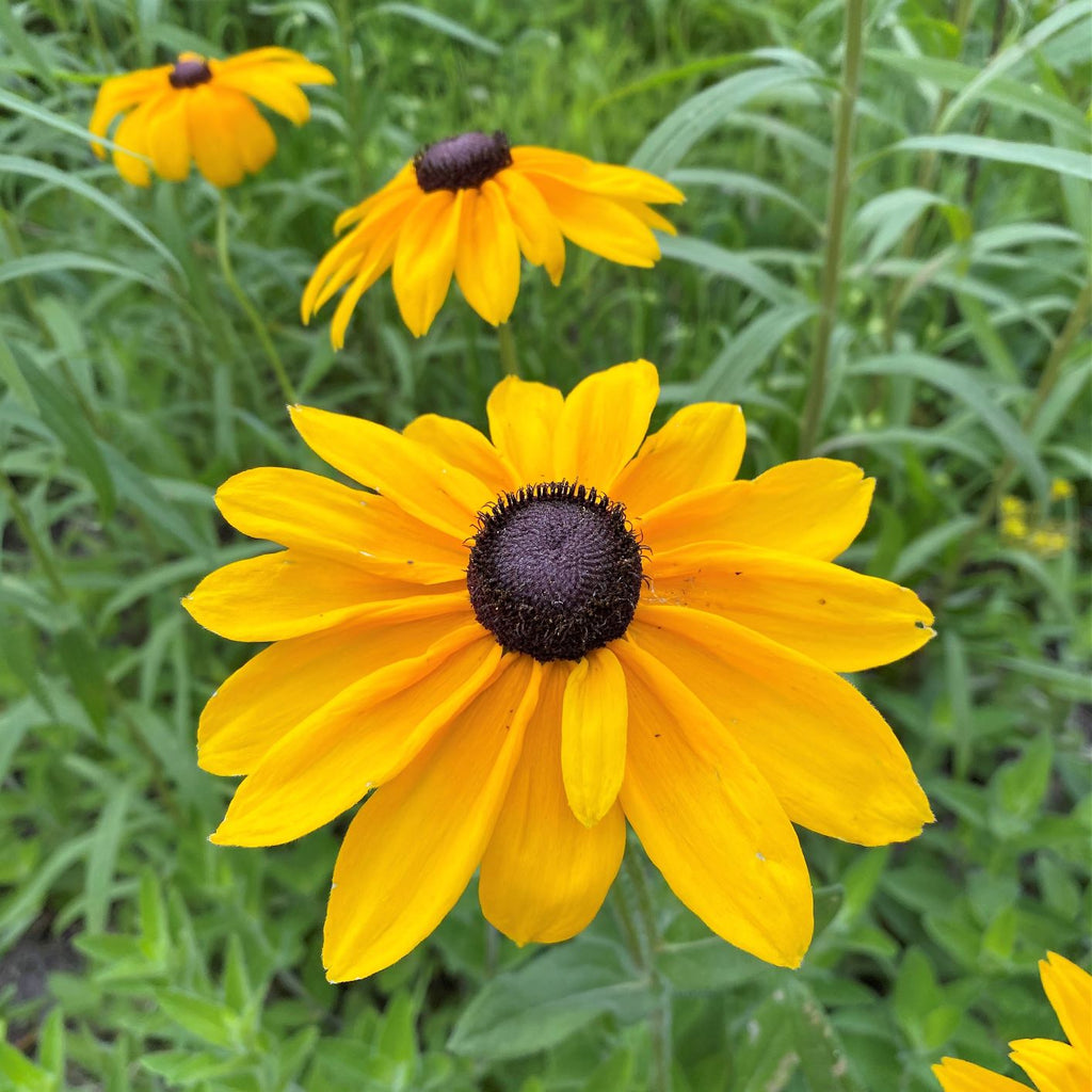 Rudbeckia hirta Indian Summer 1Q