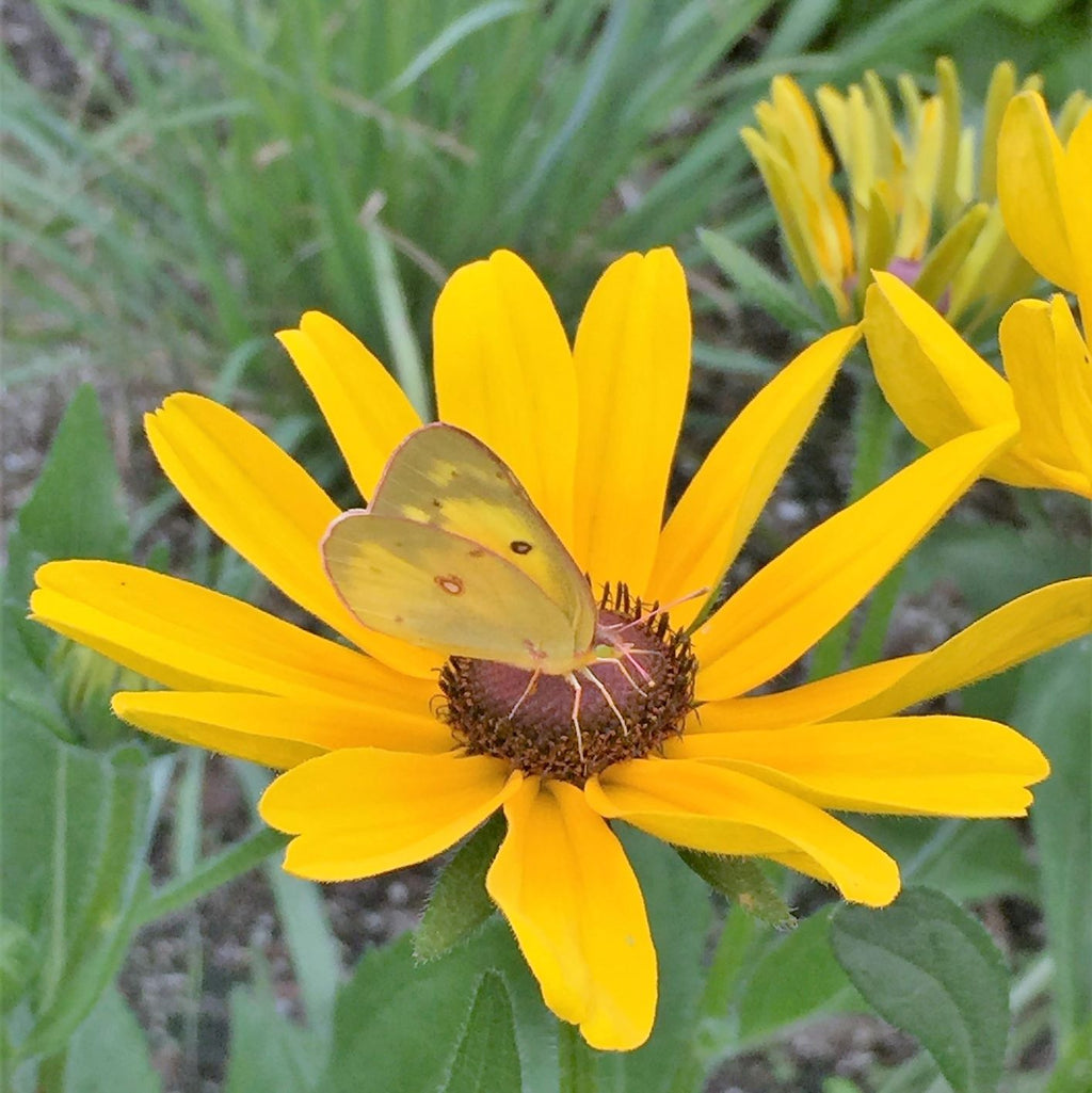 Rudbeckia hirta Indian Summer 1Q