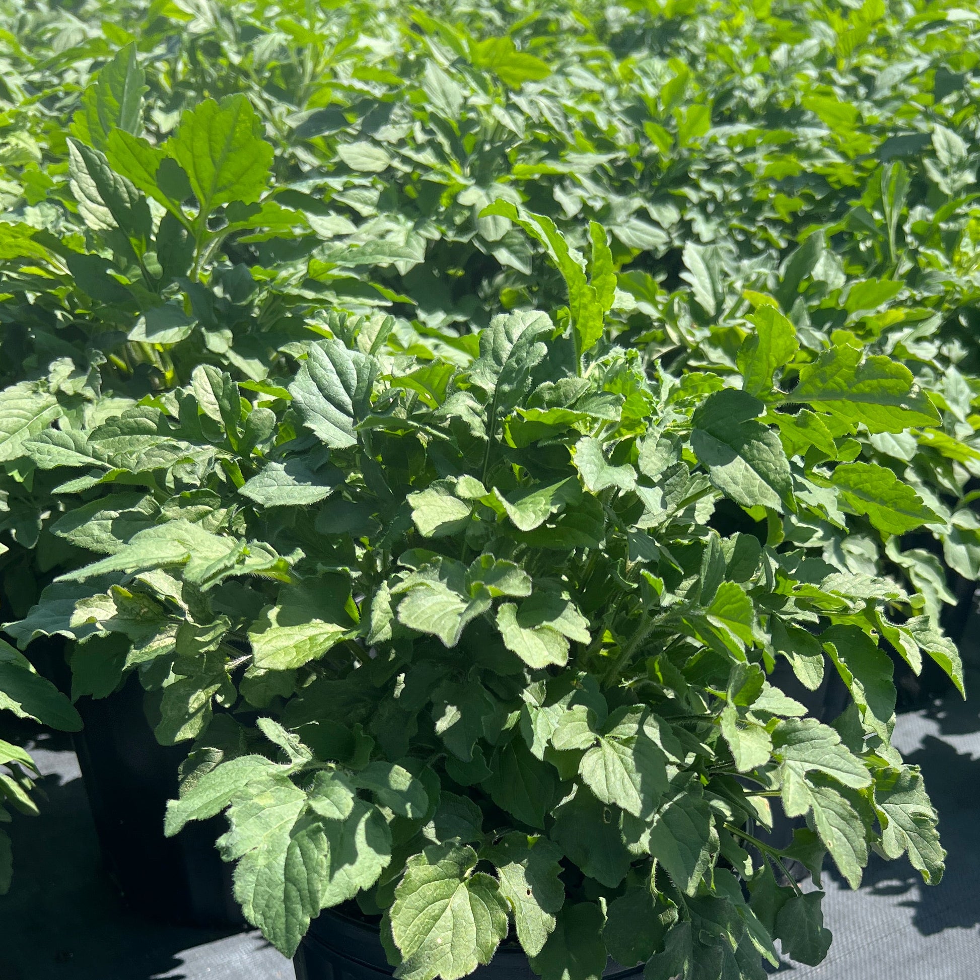 Rudbeckia triloba Prairie Glow 2G