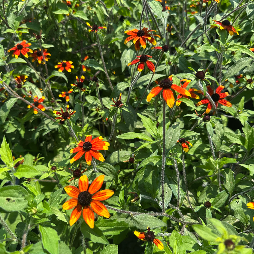 Rudbeckia triloba Prairie Glow 2G