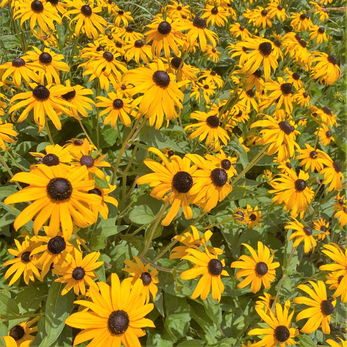 Rudbeckia fulgida var. sullivantii Goldsturm 1G