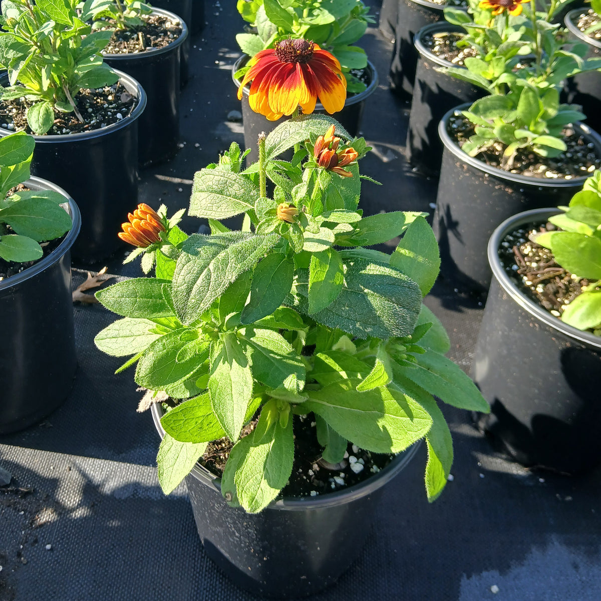Rudbeckia hirta Toto Rustic 1G