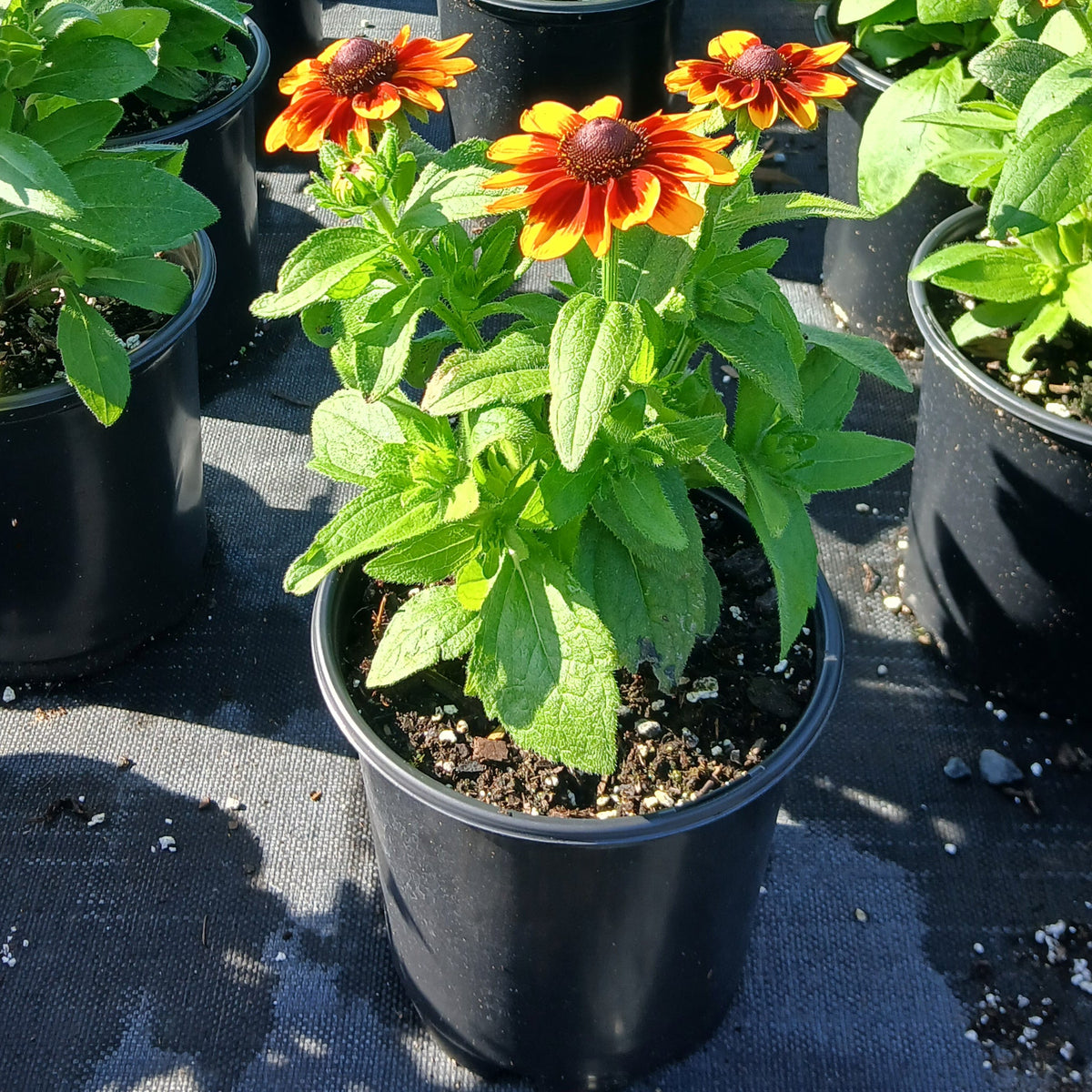 Rudbeckia hirta Toto Rustic 1G