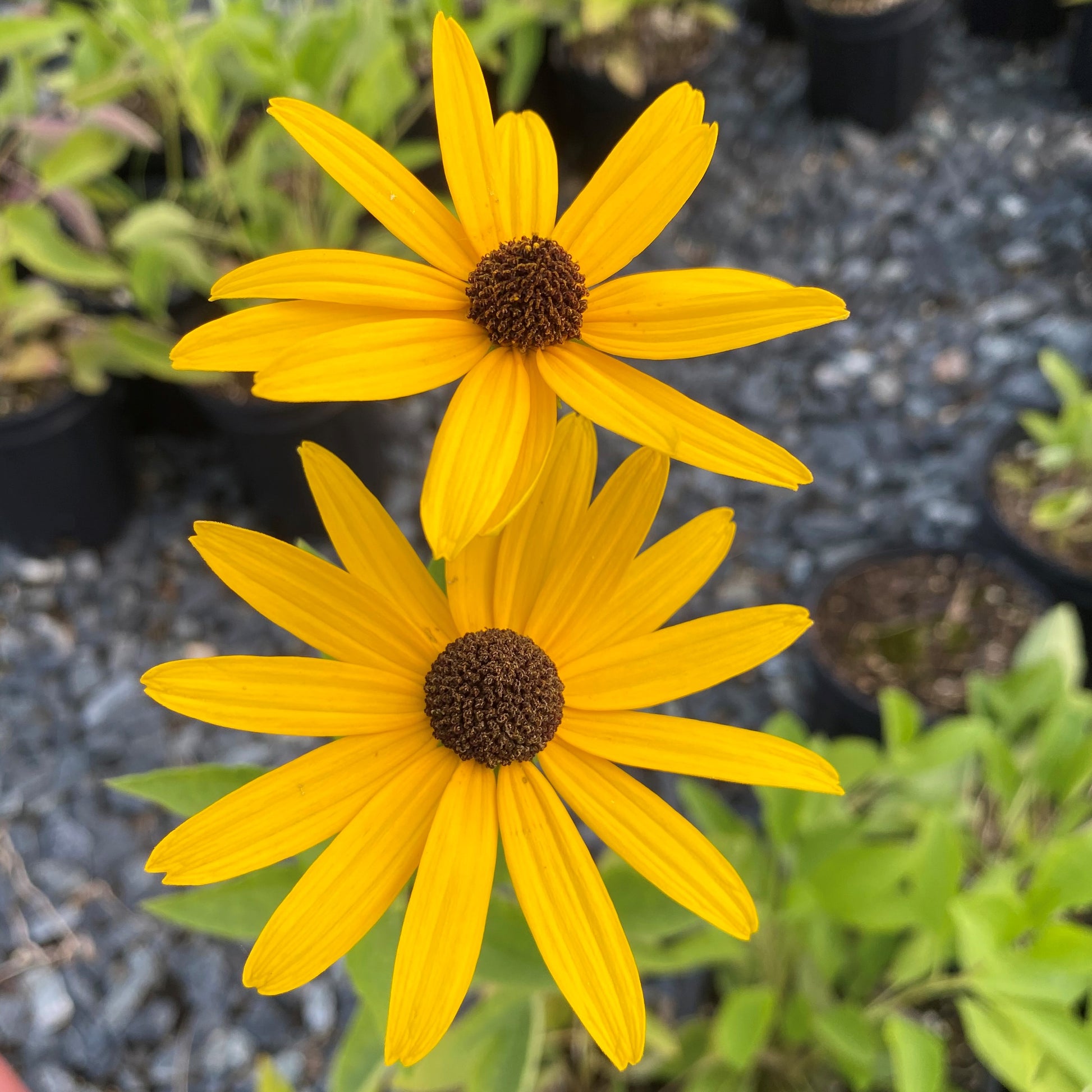 Rudbeckia subtomentosa 1G