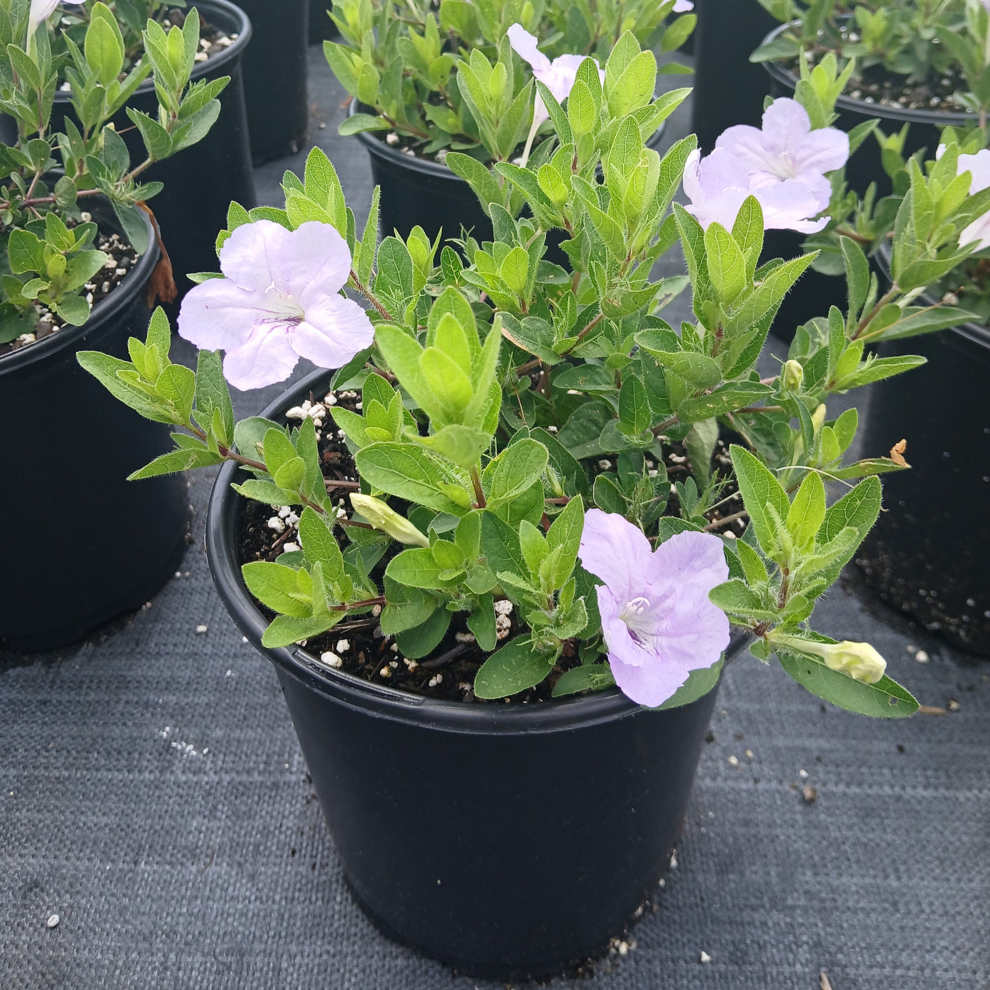 Ruellia humilis 1G