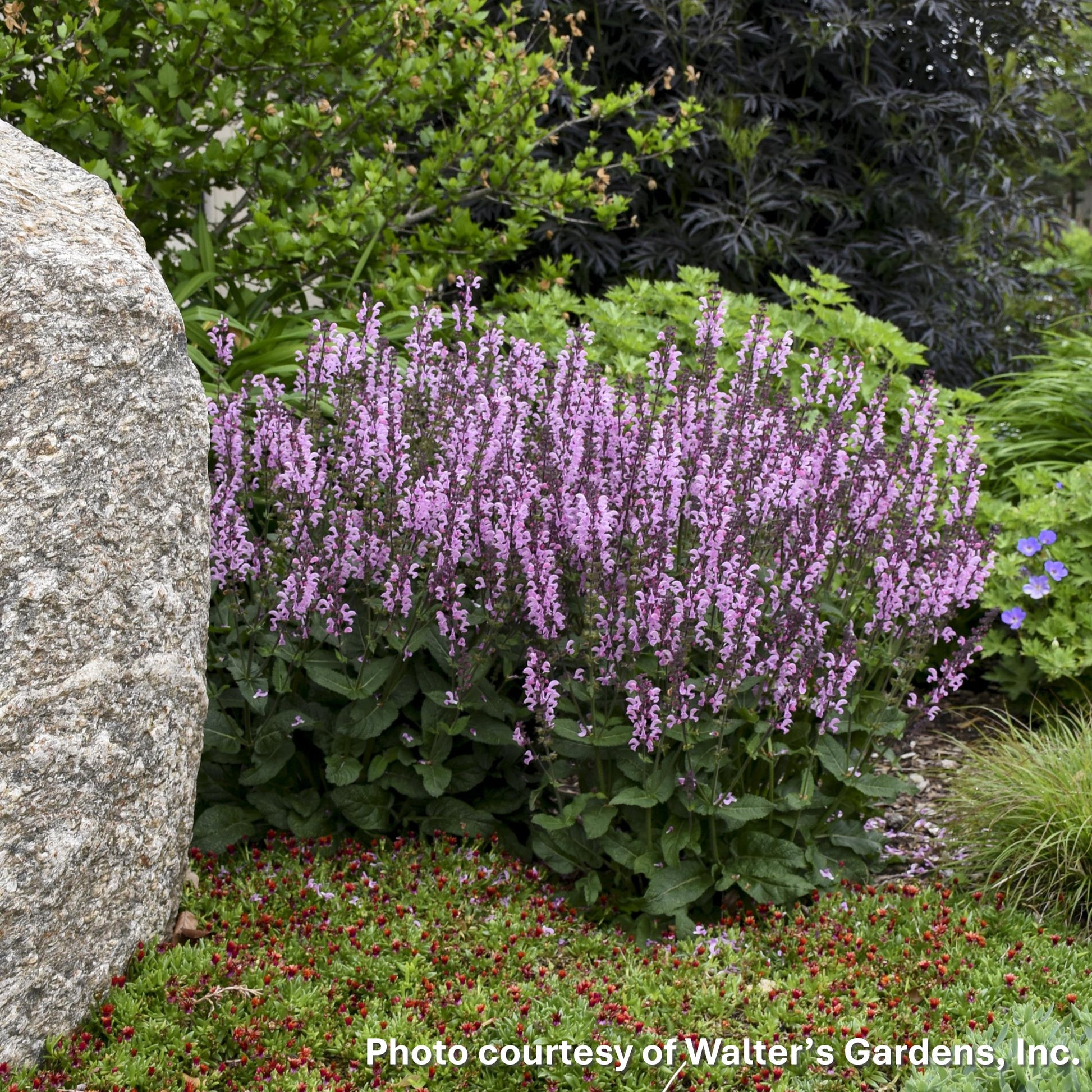 Salvia x Color Spires Pink Dawn 1G