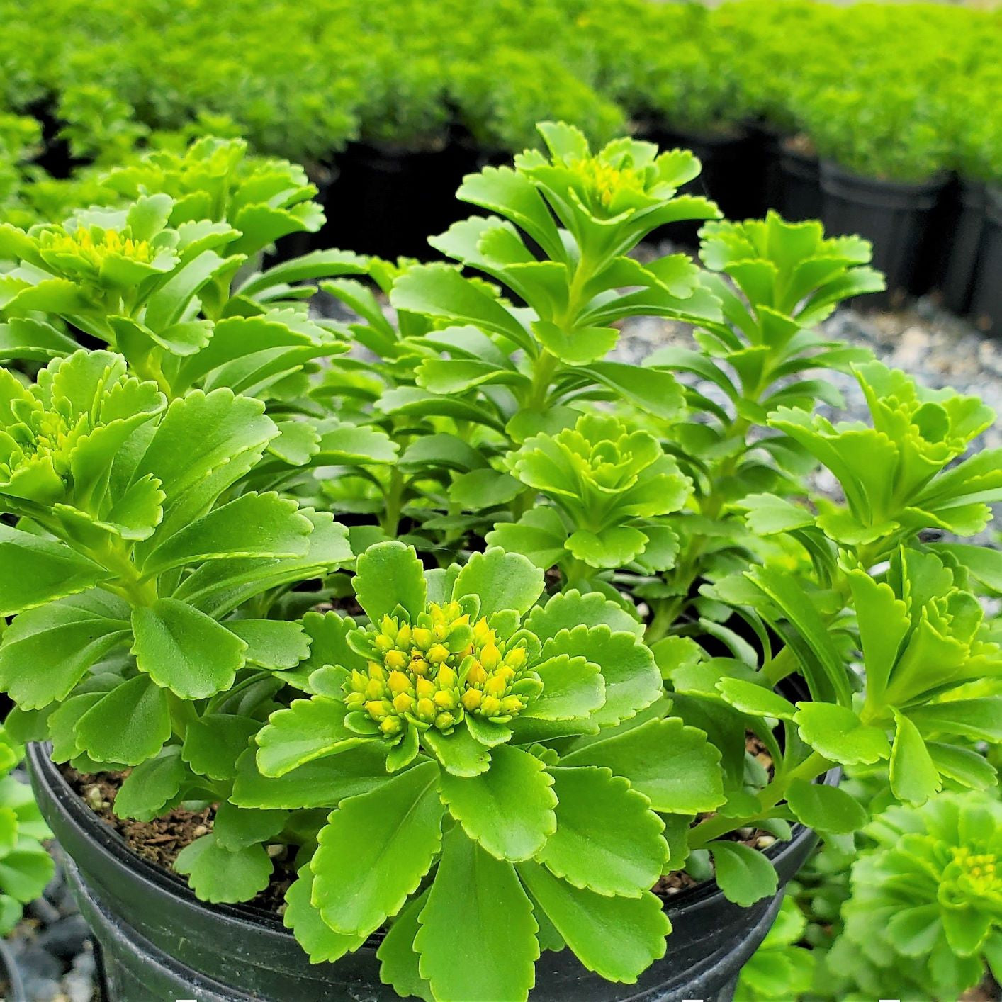 Sedum kamtschaticum 1Q