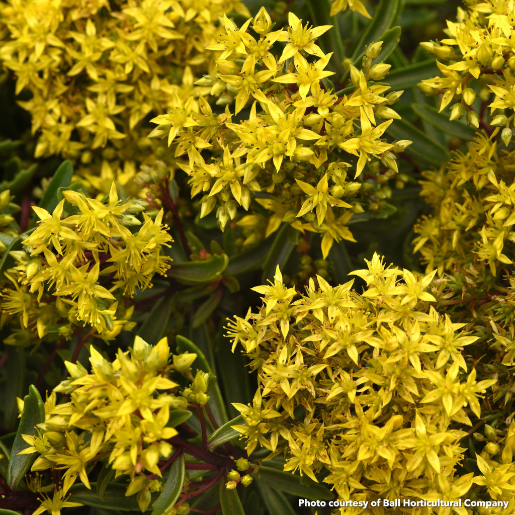 Sedum Lemon Sparkle 1G