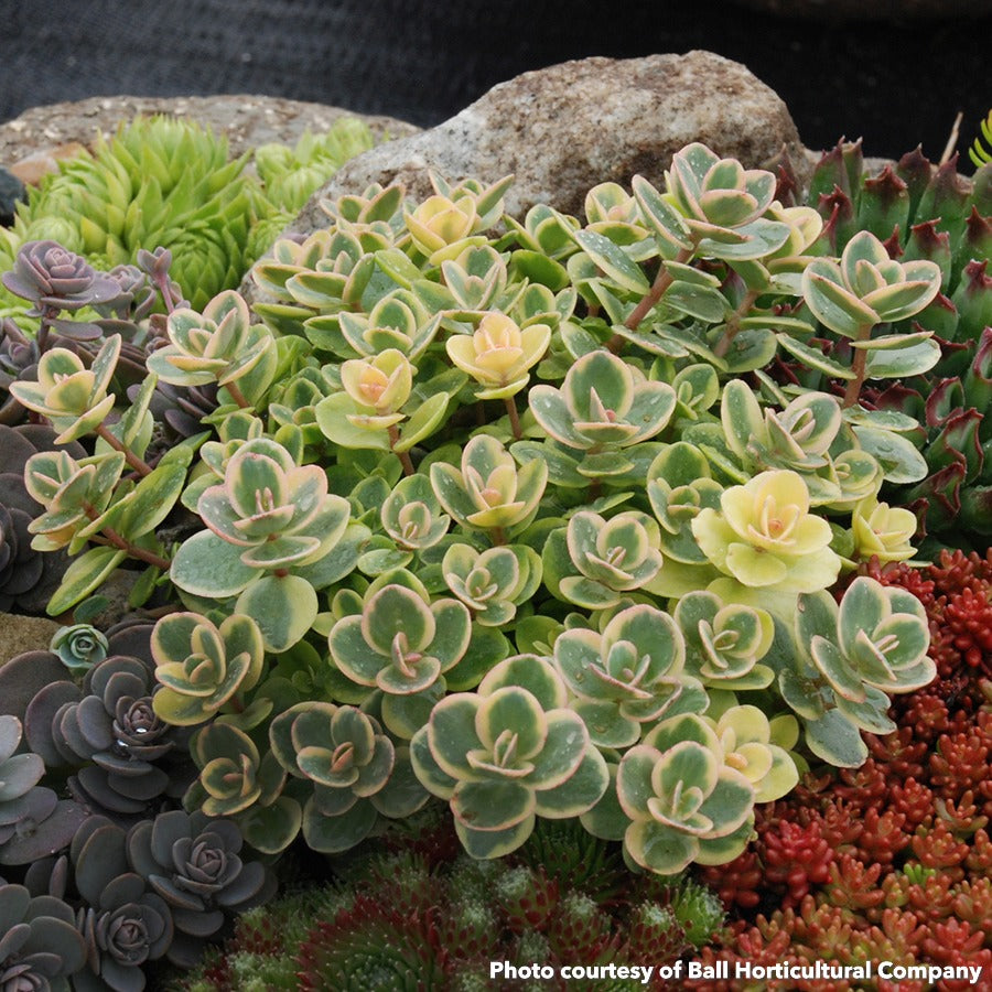 Sedum x Lime Twister 1Q