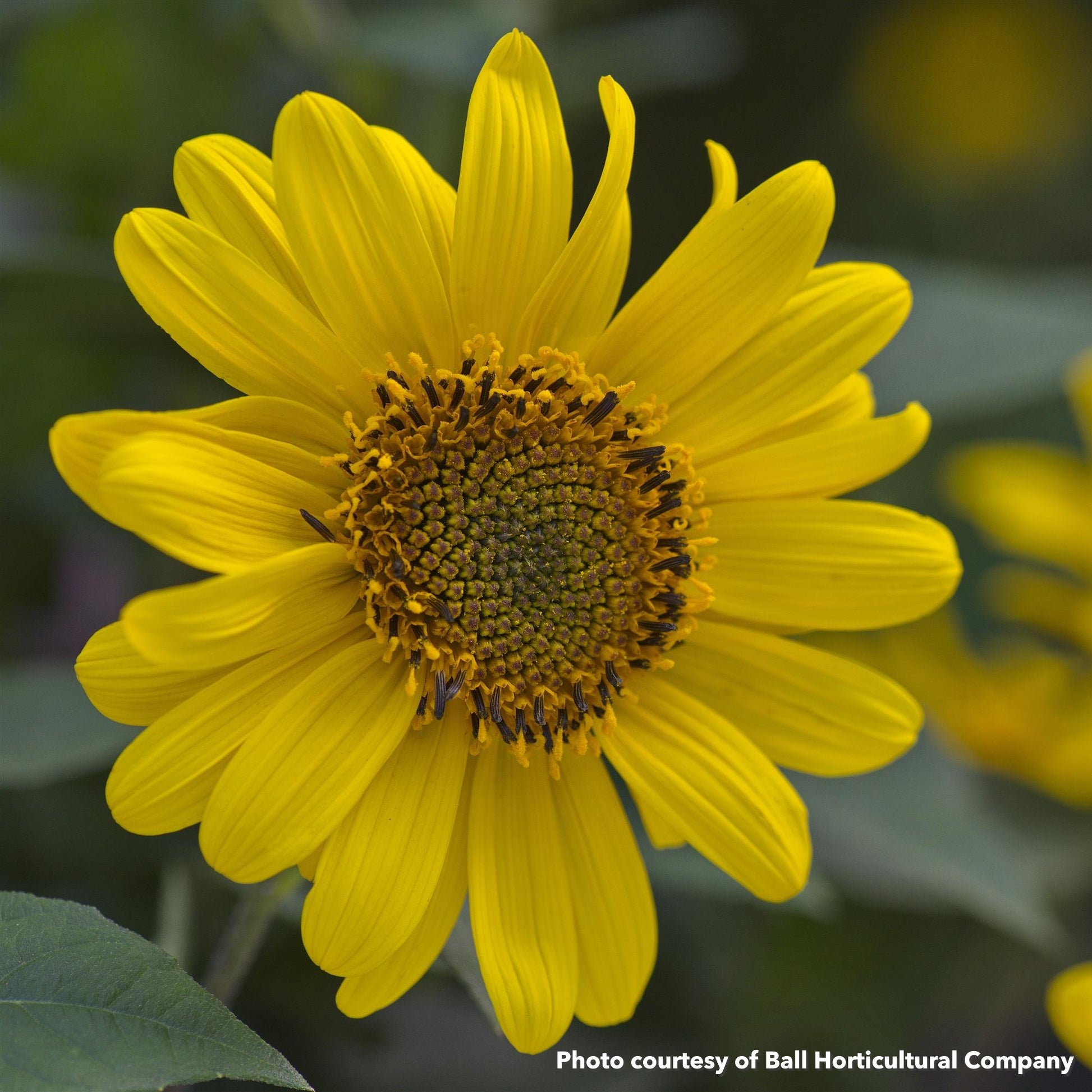 Helianthus x Suncatcher 1G