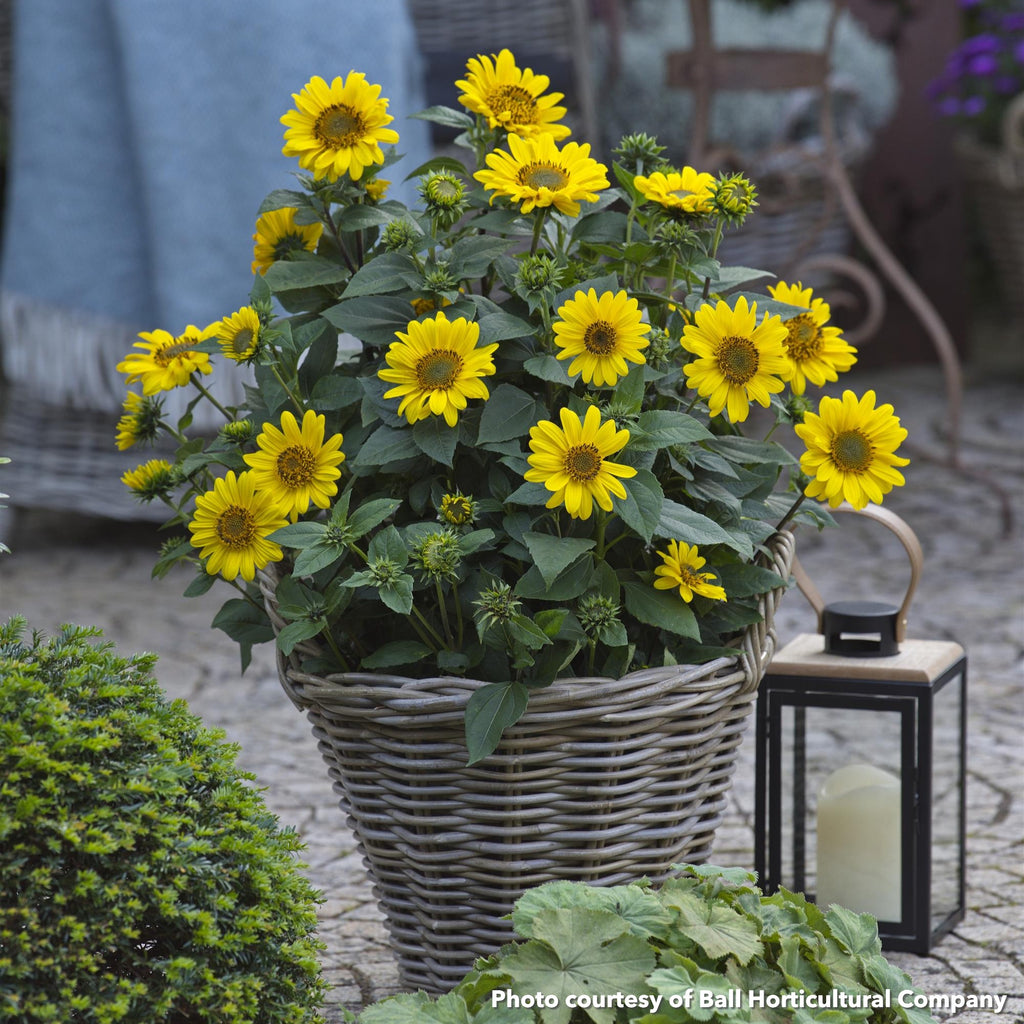 Helianthus x Suncatcher 1G