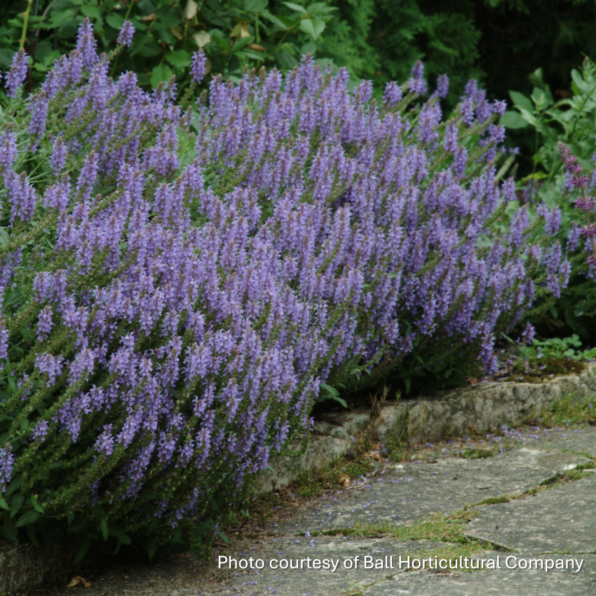 Salvia nemorosa Blue Hill 1Q