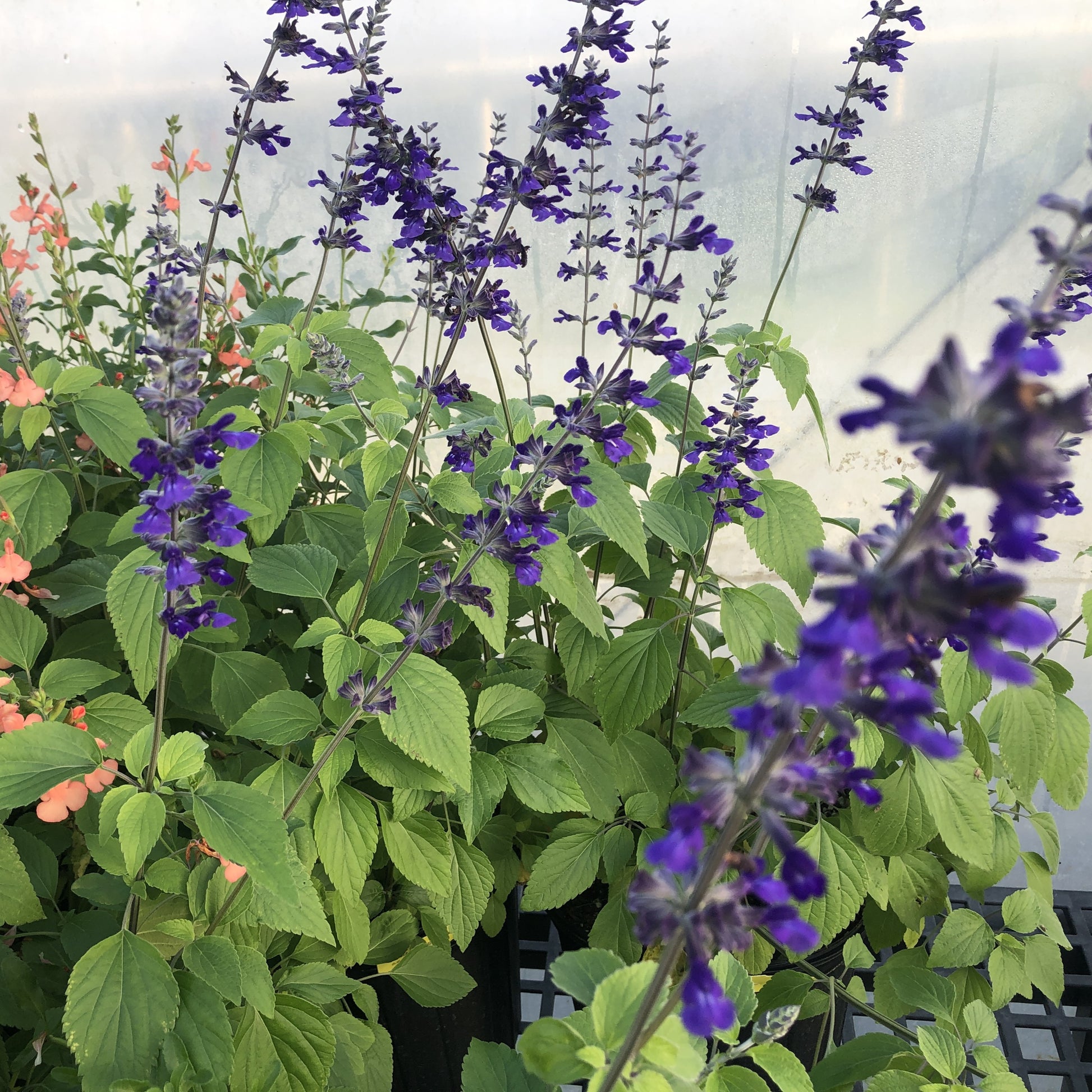 Salvia x Indigo Spires 1G