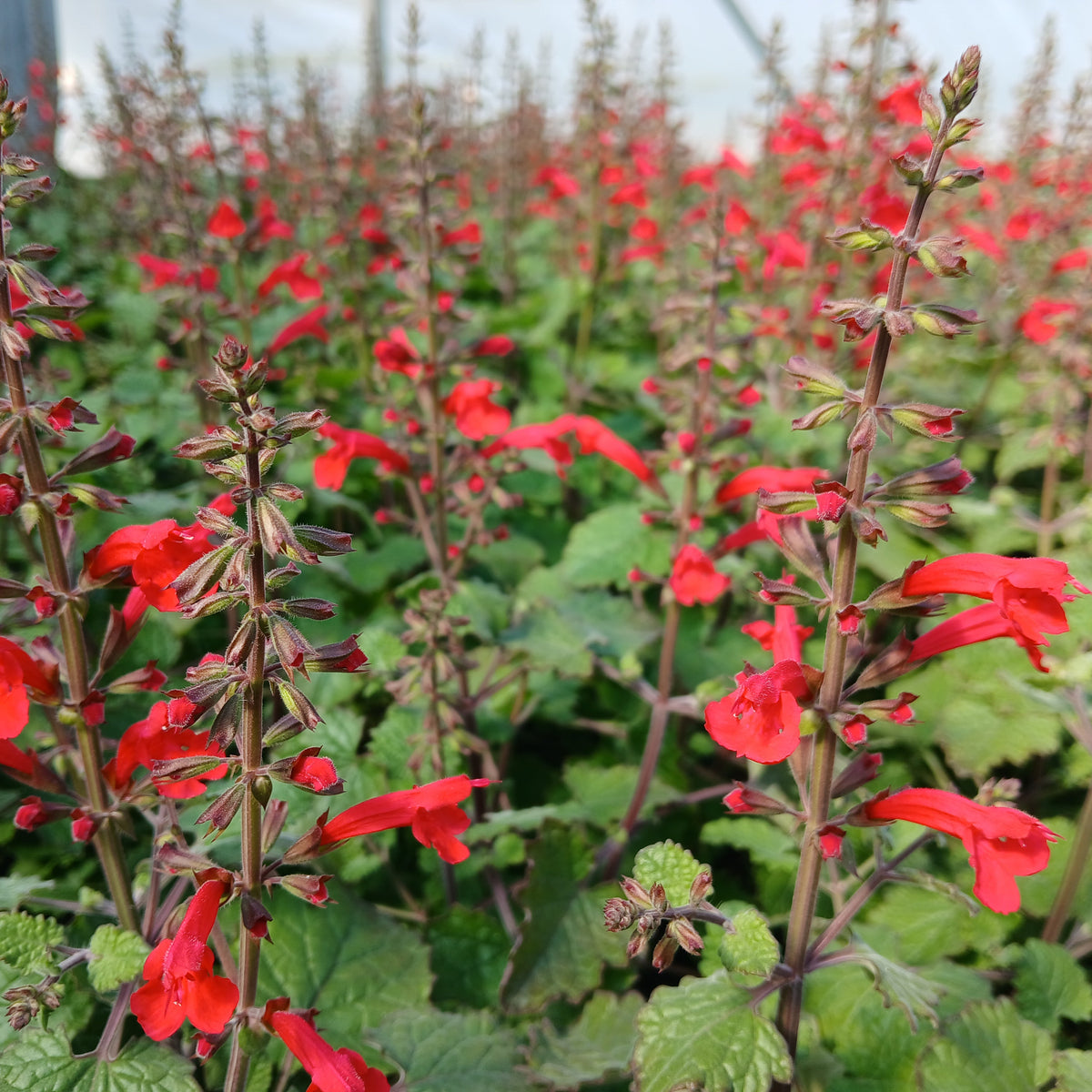 Salvia roemeriana Prairie Fire 1G