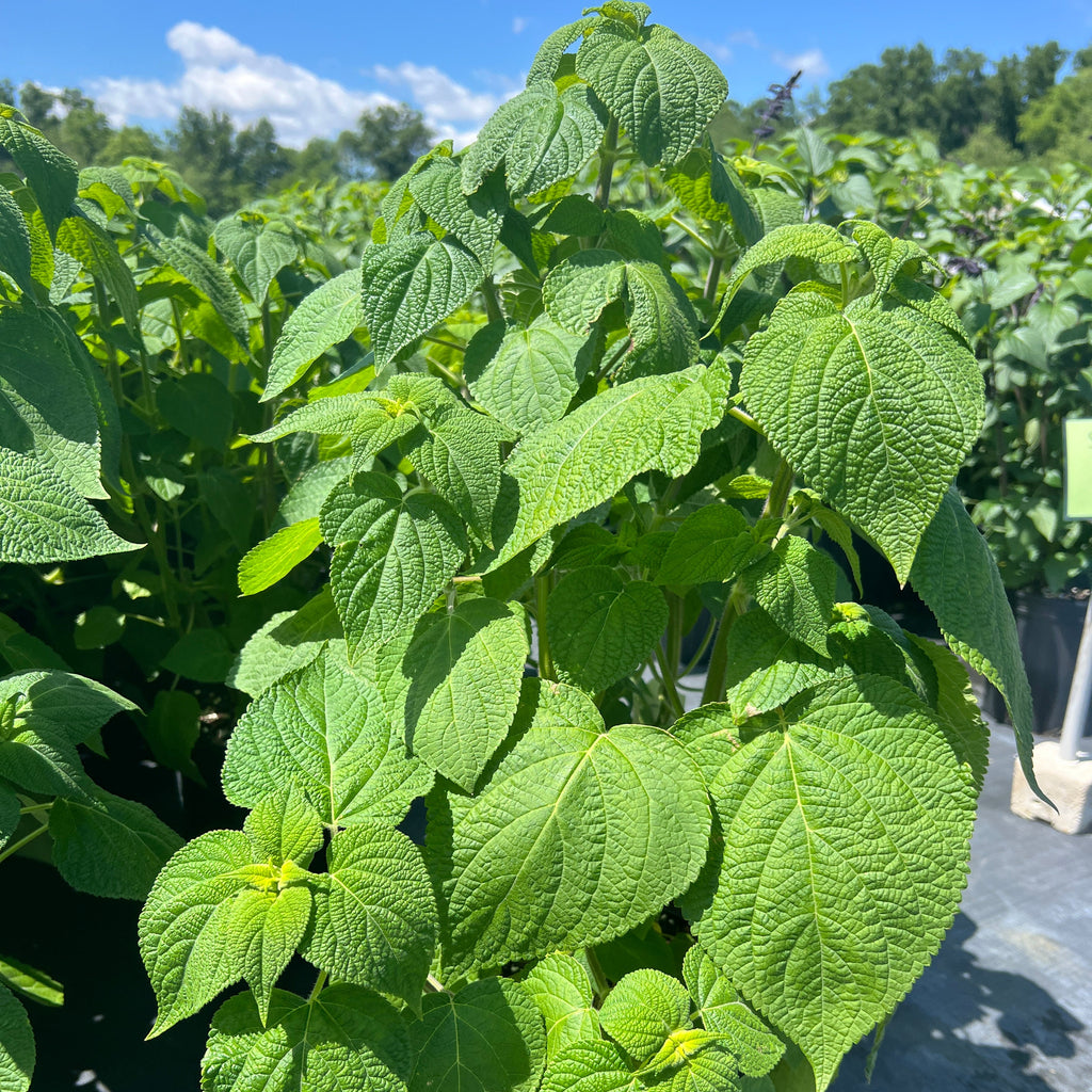 Salvia x Raspberry Truffle 1Q