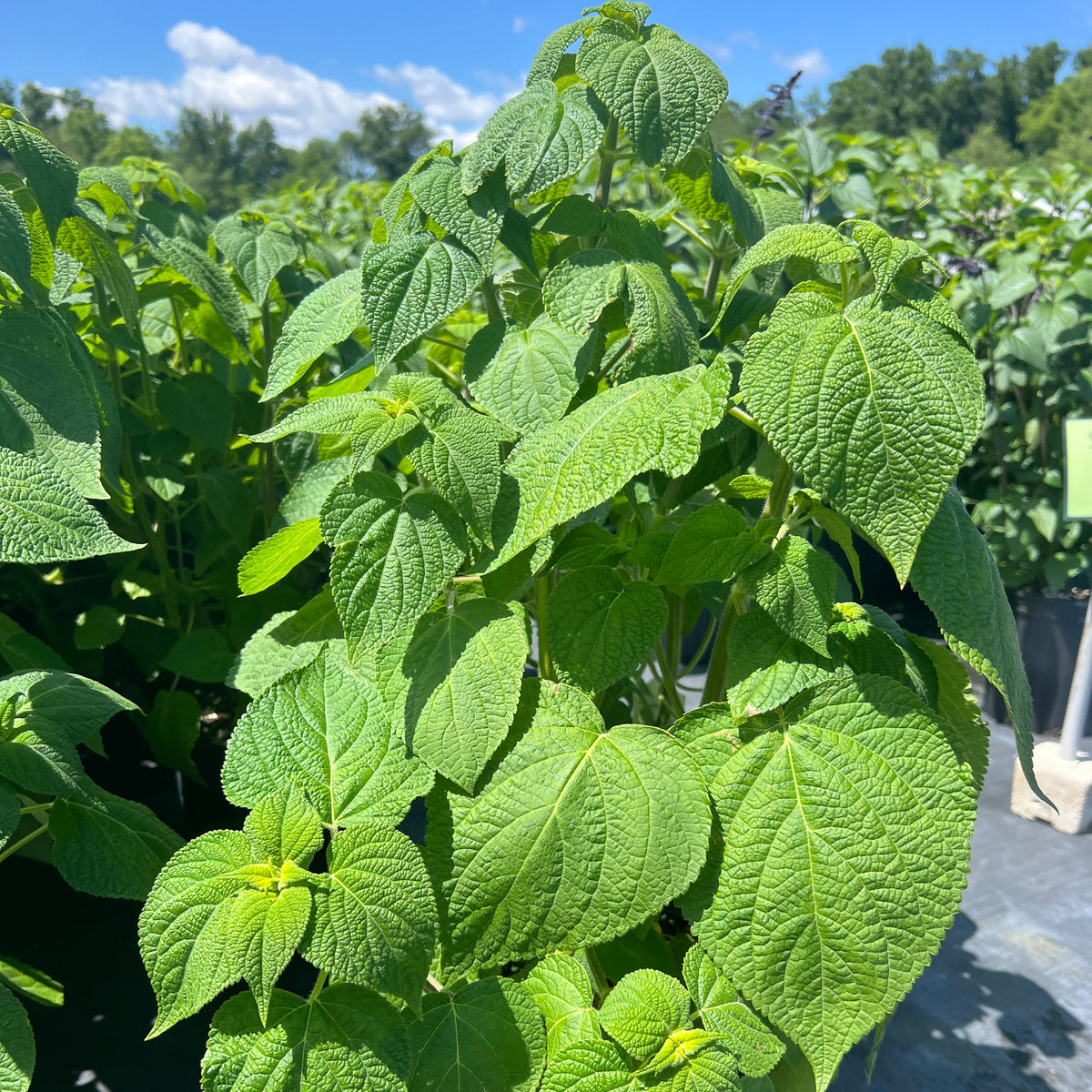 Salvia x Raspberry Truffle 1Q