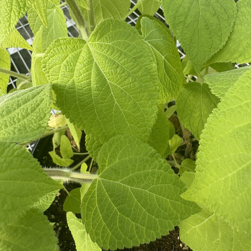 Salvia x Raspberry Truffle 1Q