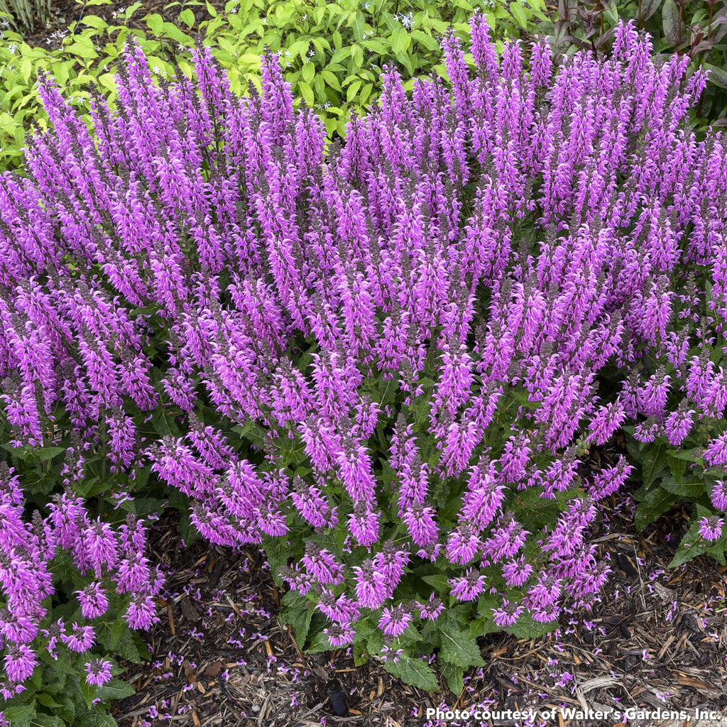 Salvia x nemorosa Color Spires Back to the Fuchsia 1G