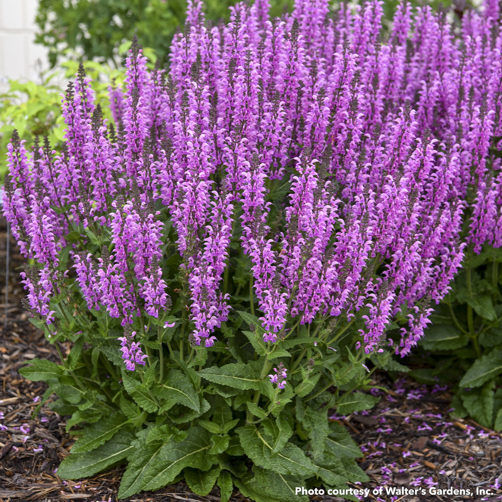 Salvia x nemorosa Color Spires Back to the Fuchsia 1G