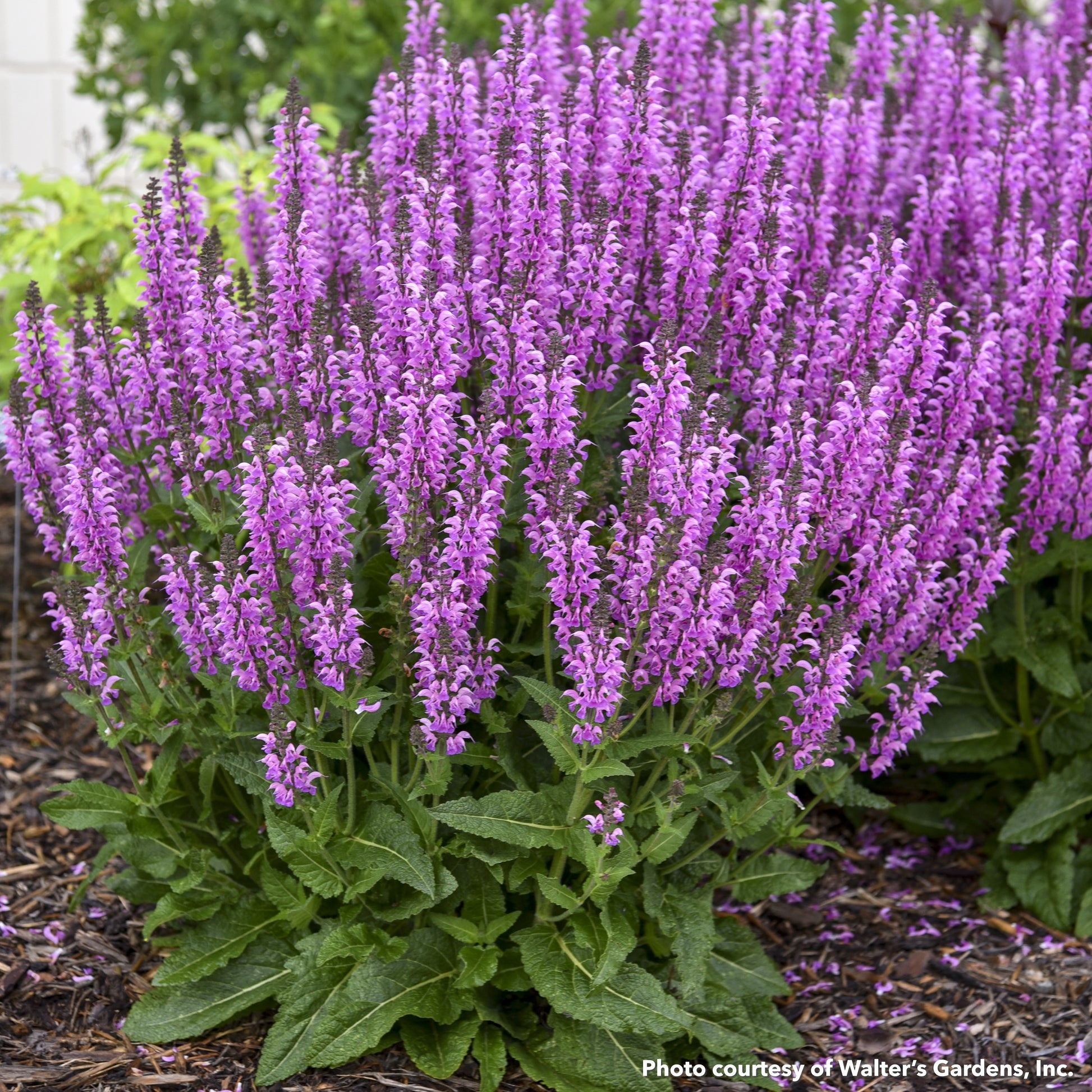 Salvia x nemorosa Color Spires Back to the Fuchsia 1G