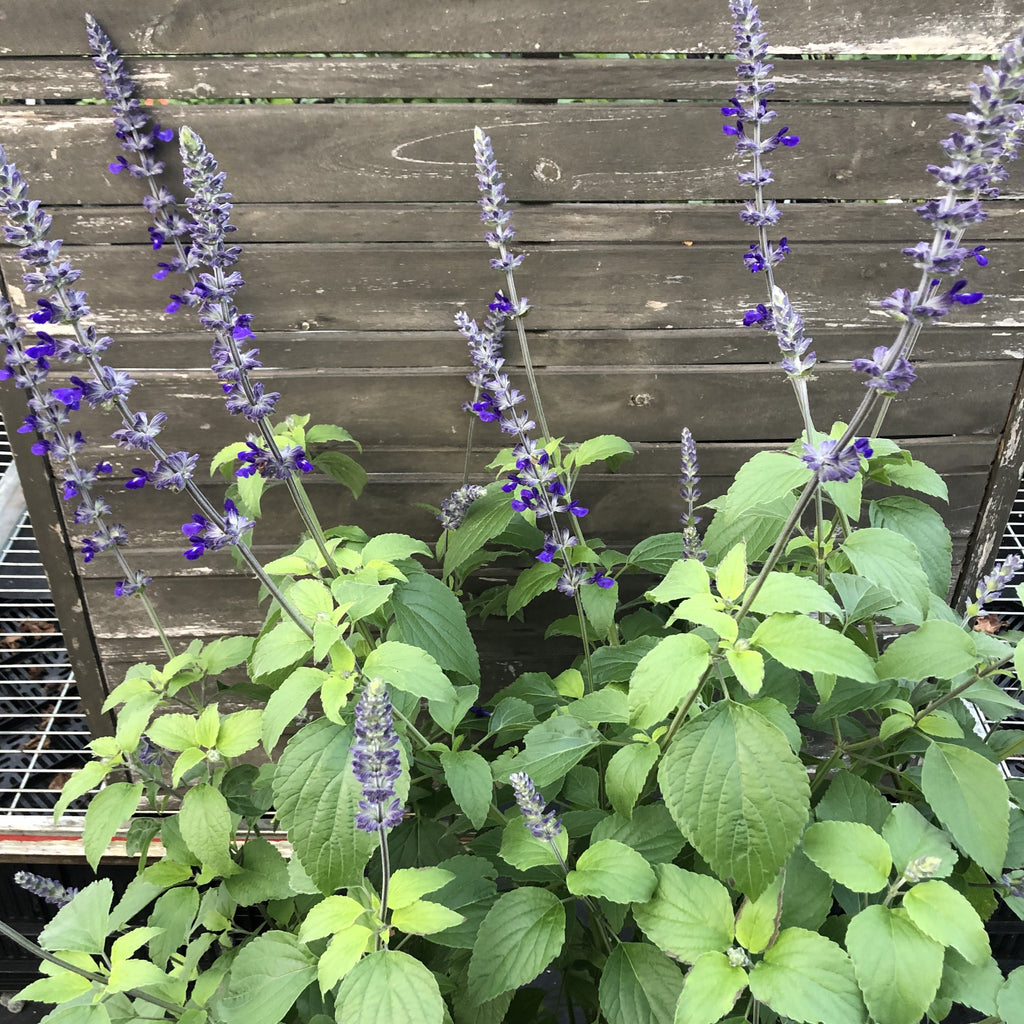 Salvia x Indigo Spires 2G