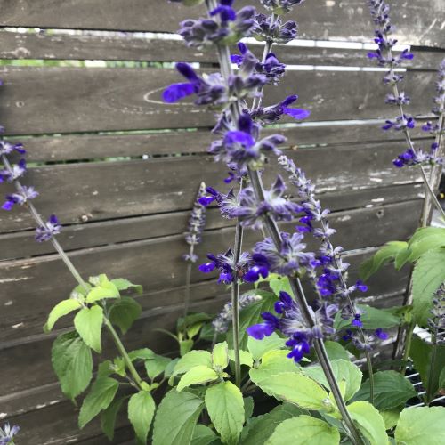 Salvia x Indigo Spires 1G