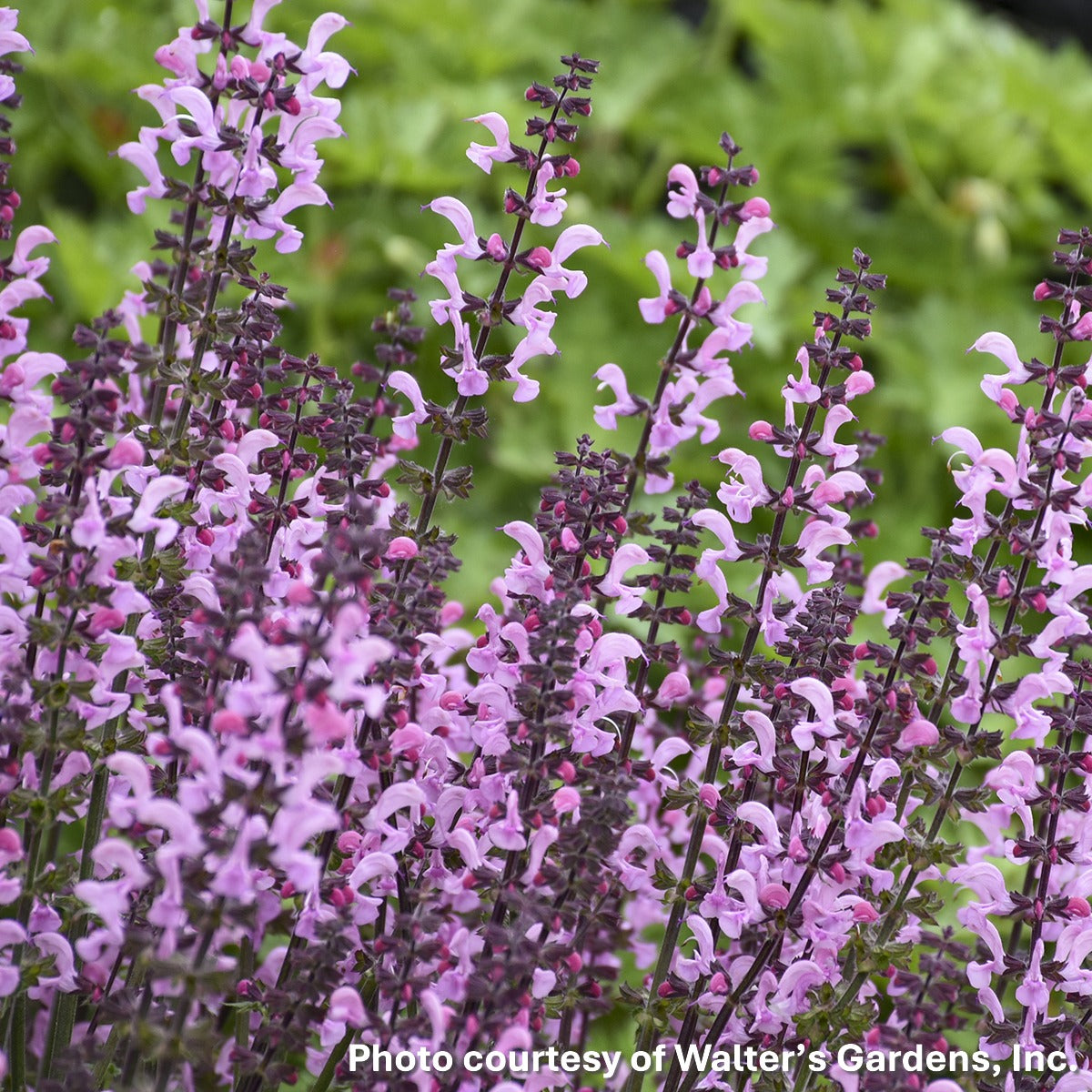 Salvia x Color Spires Pink Dawn 1G
