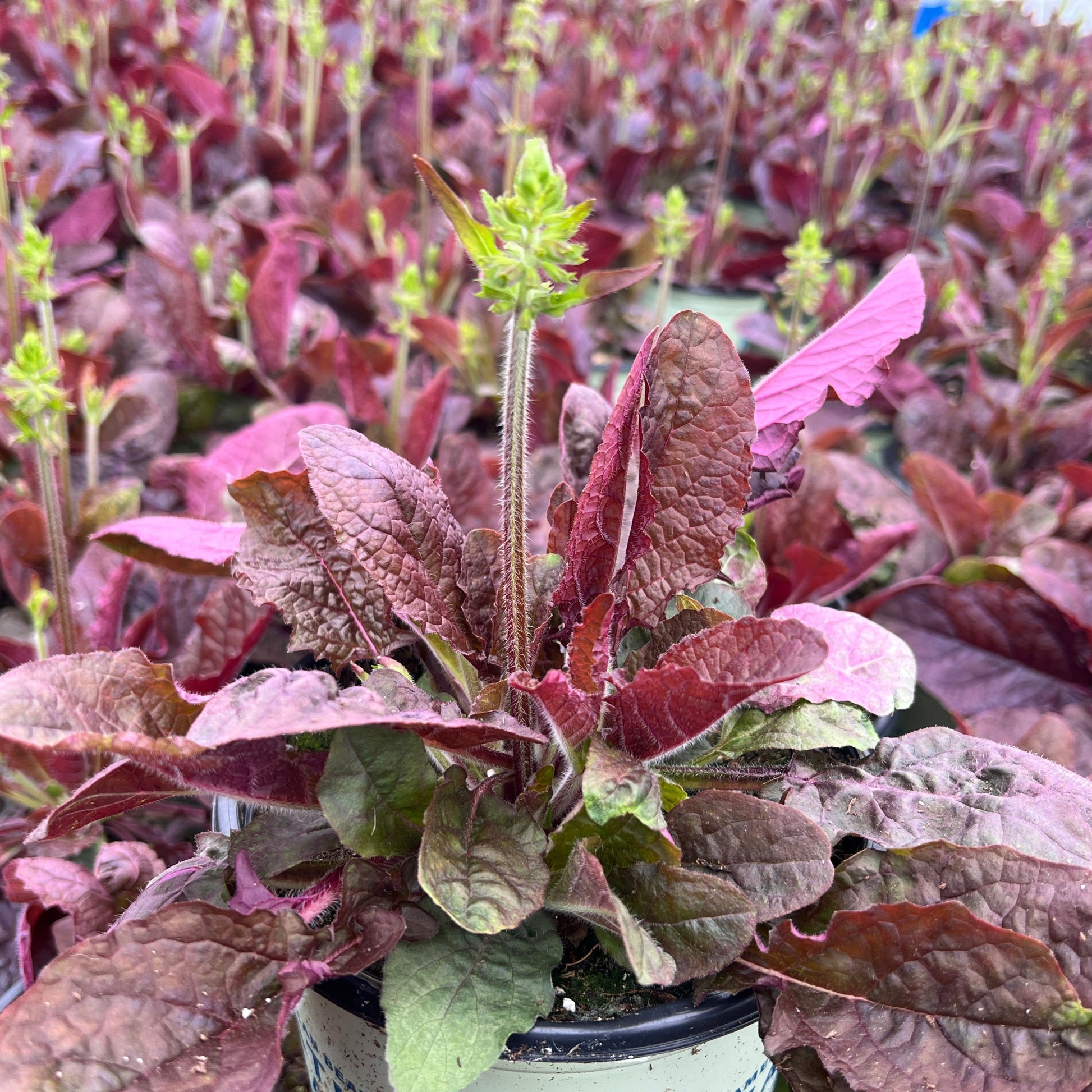 Salvia lyrata Purple Knockout 1G