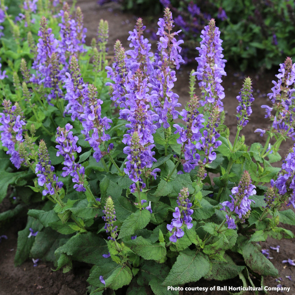 Salvia nemorosa Sky Blue Marvel 1G