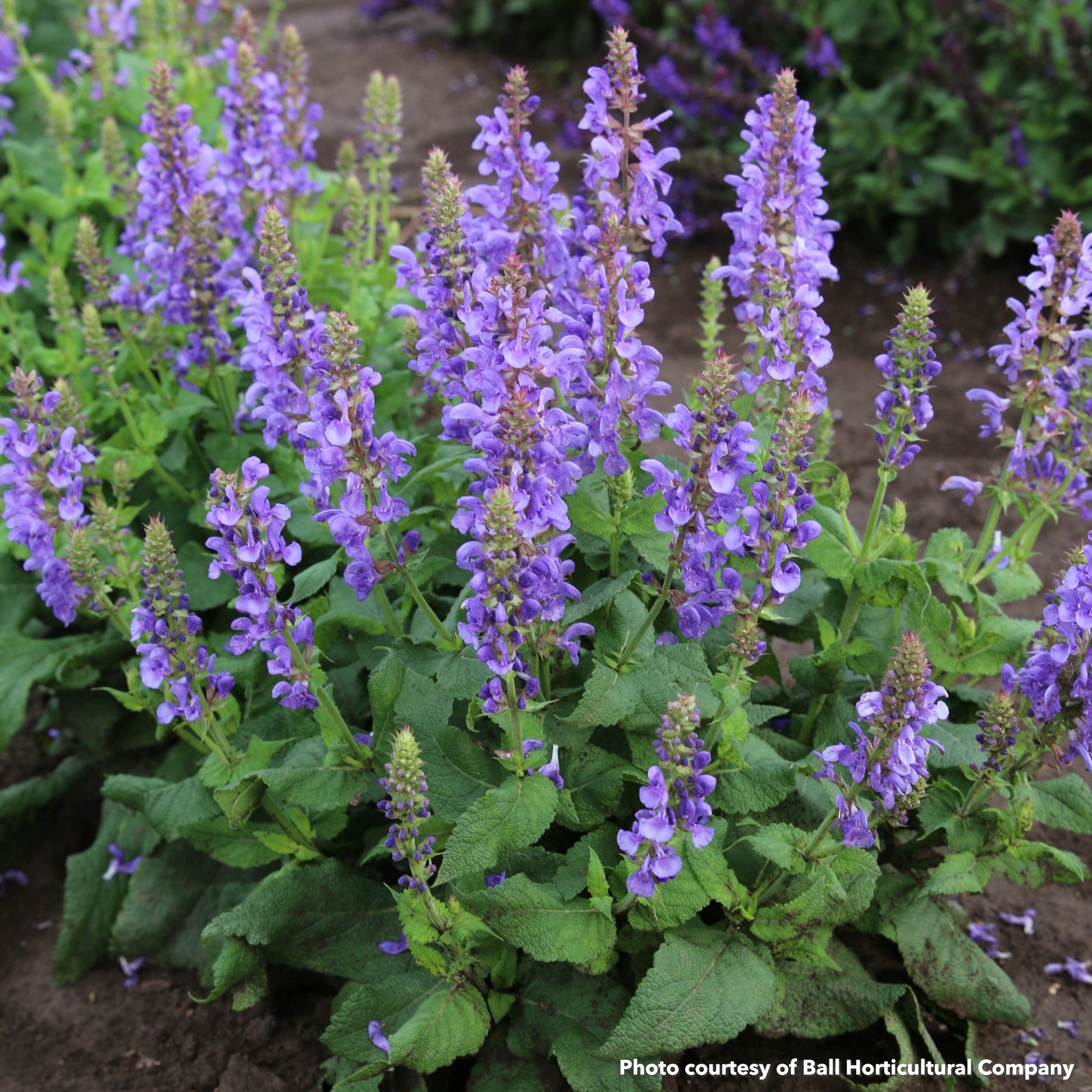 Salvia nemorosa Sky Blue Marvel 1G