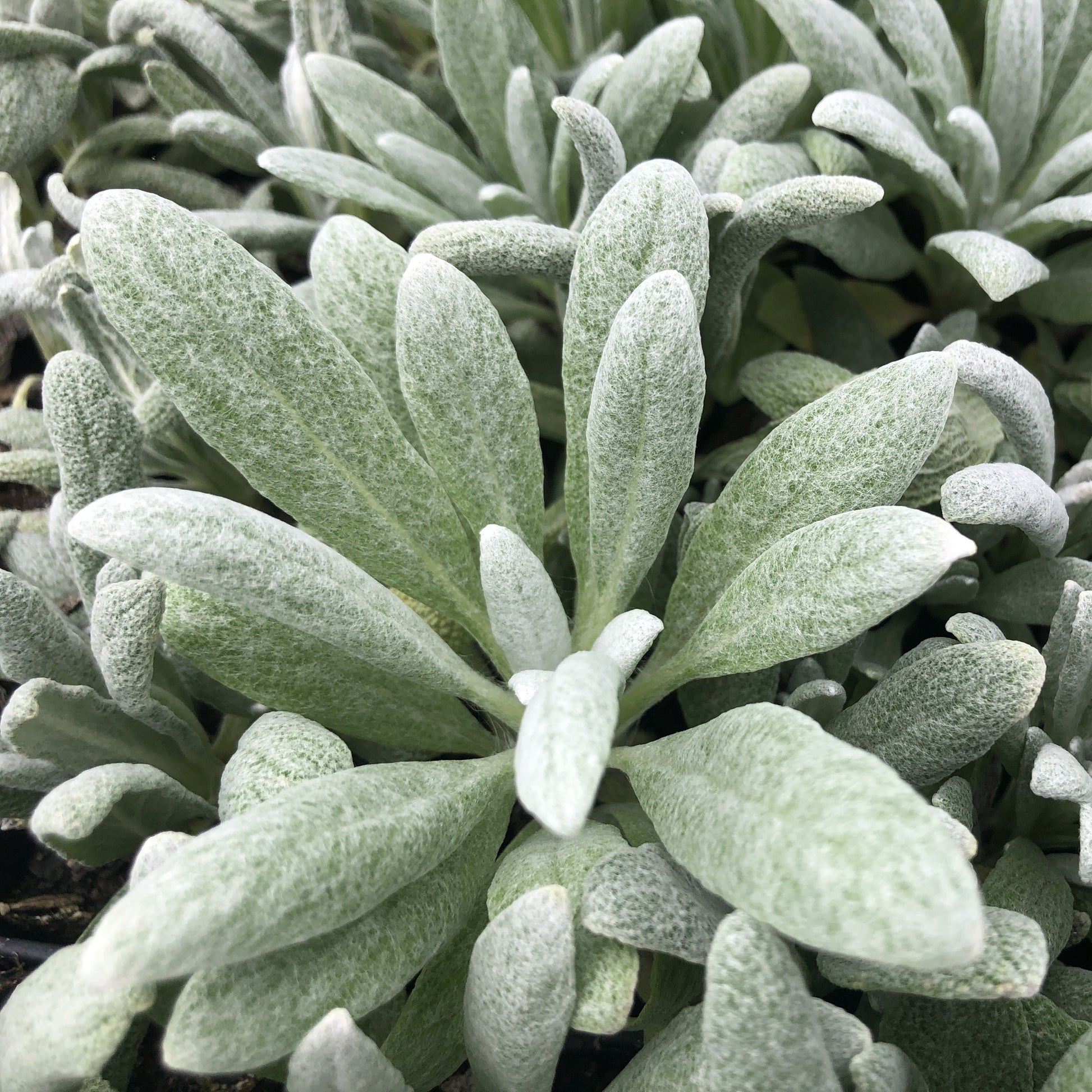 Salvia canescens var. daghestanica 1Q