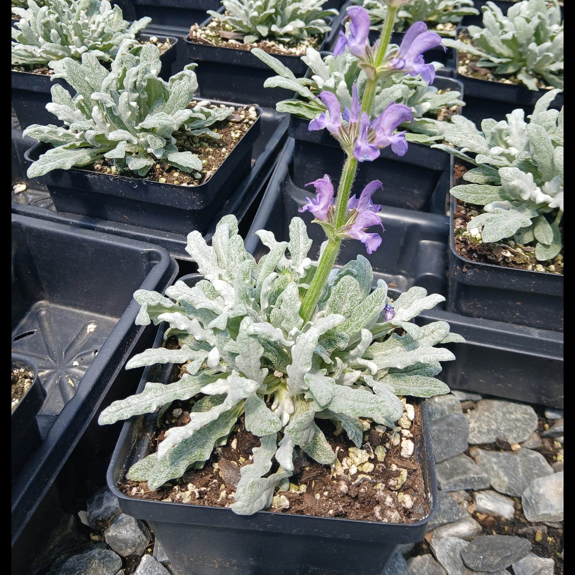 Salvia canescens var. daghestanica 1Q