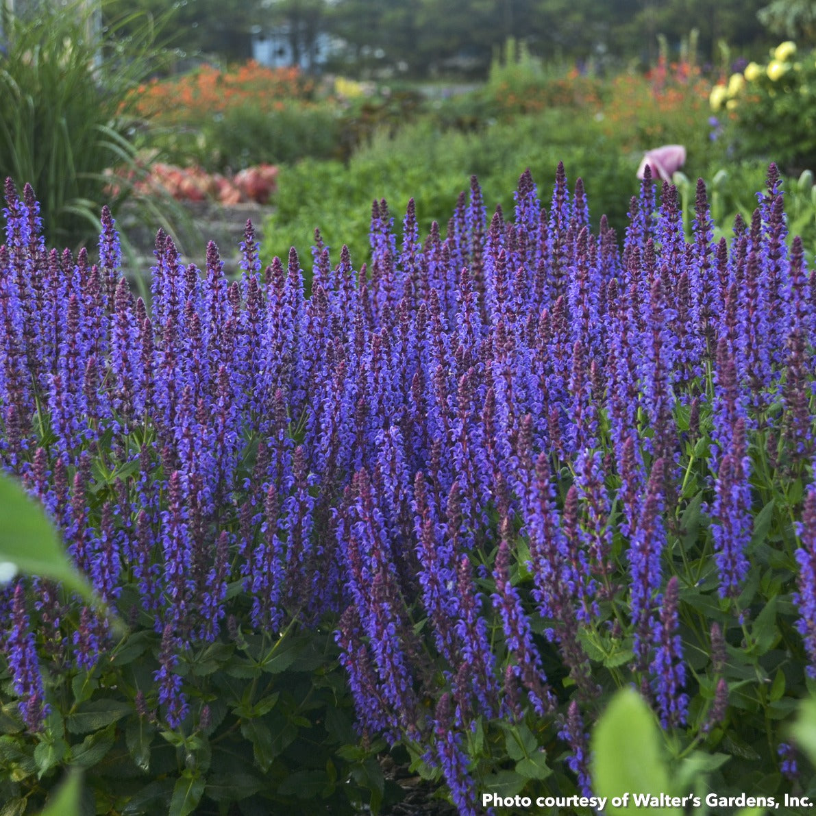 Salvia x nemorosa Color Spires Violet Riot 1G