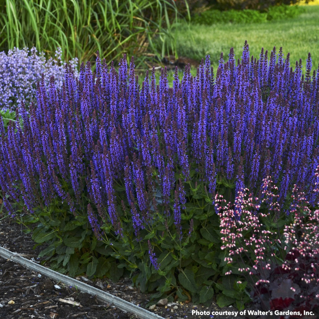 Salvia x nemorosa Color Spires Violet Riot 1G